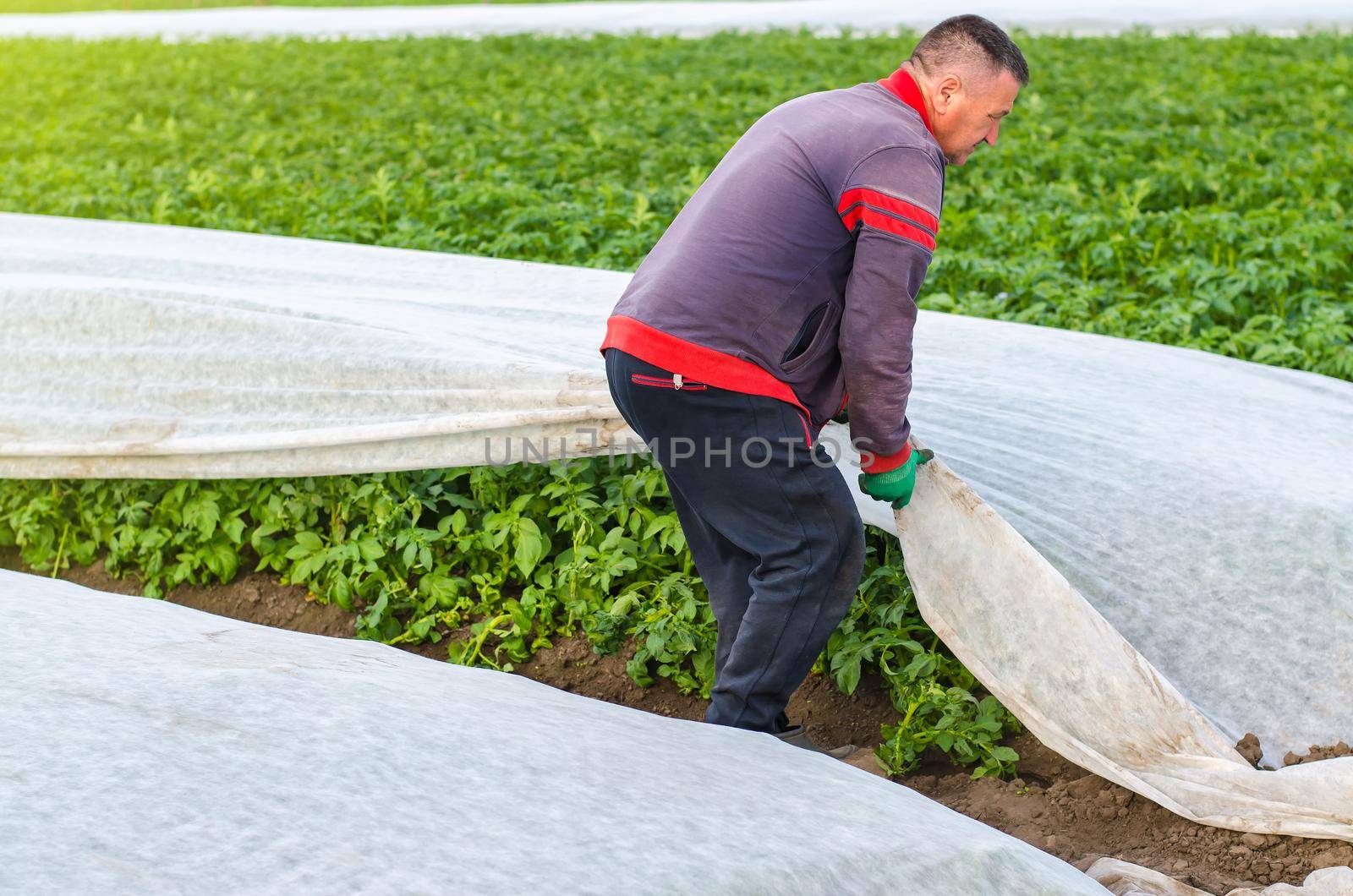 A man removes agrofibre from potato plants. Greenhouse effect for protection. Agroindustry, farming. Growing crops in a colder early season. Crop protection from low temperatures and wind. by iLixe48