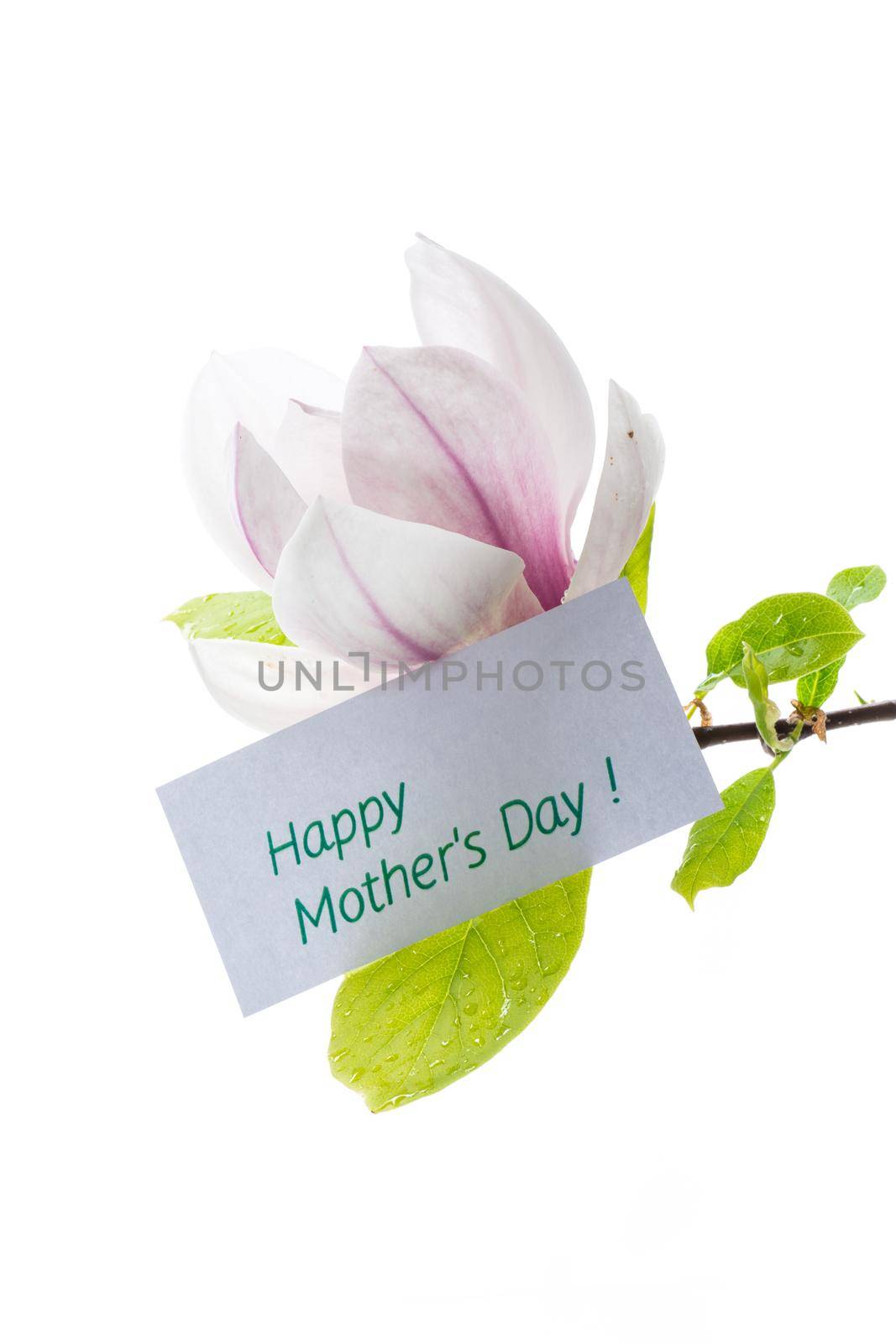 one pink flower on a branch of blooming magnolia close up isolated on white background