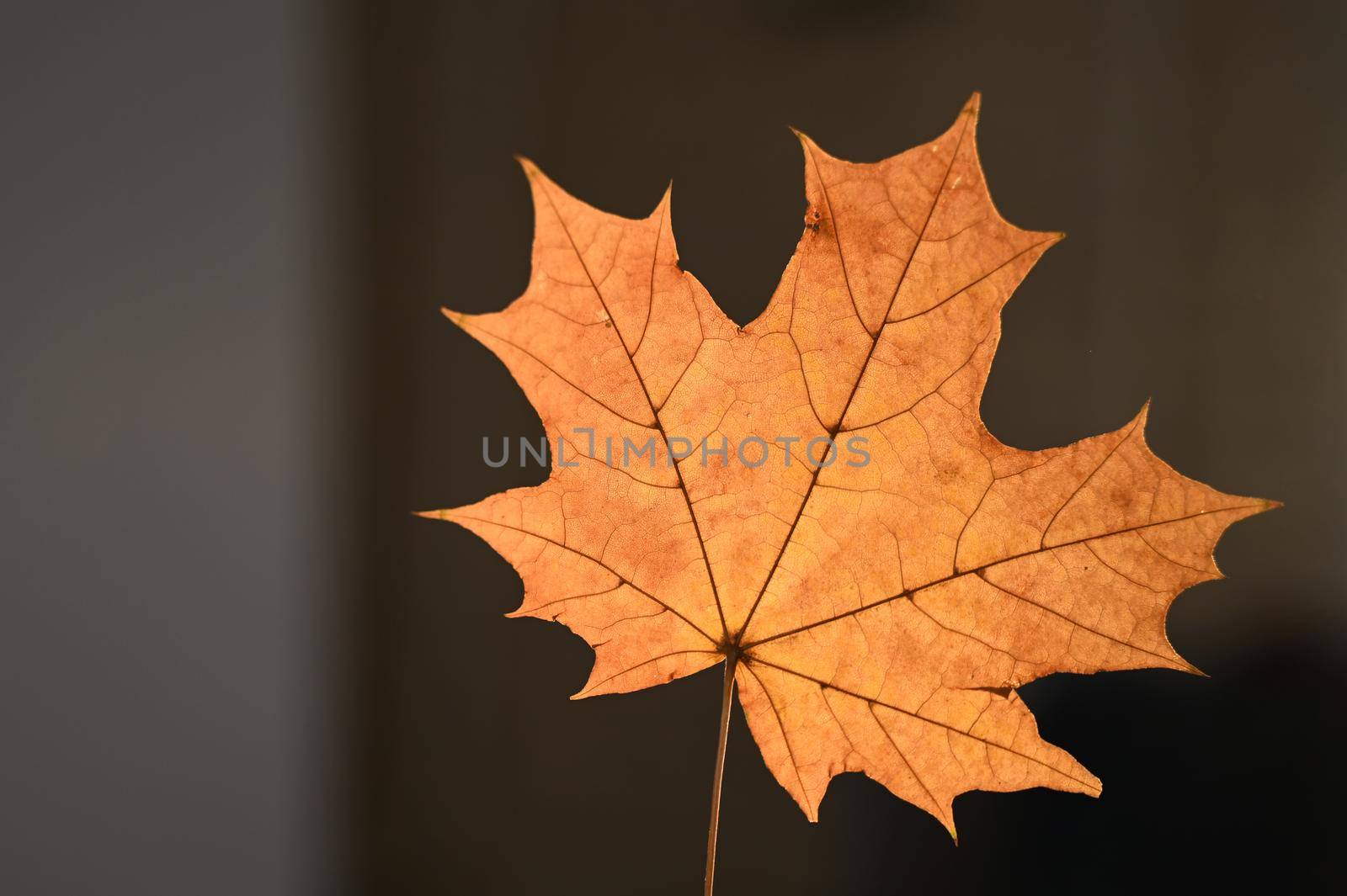 Yellow maple leaf on black background. Copy space.