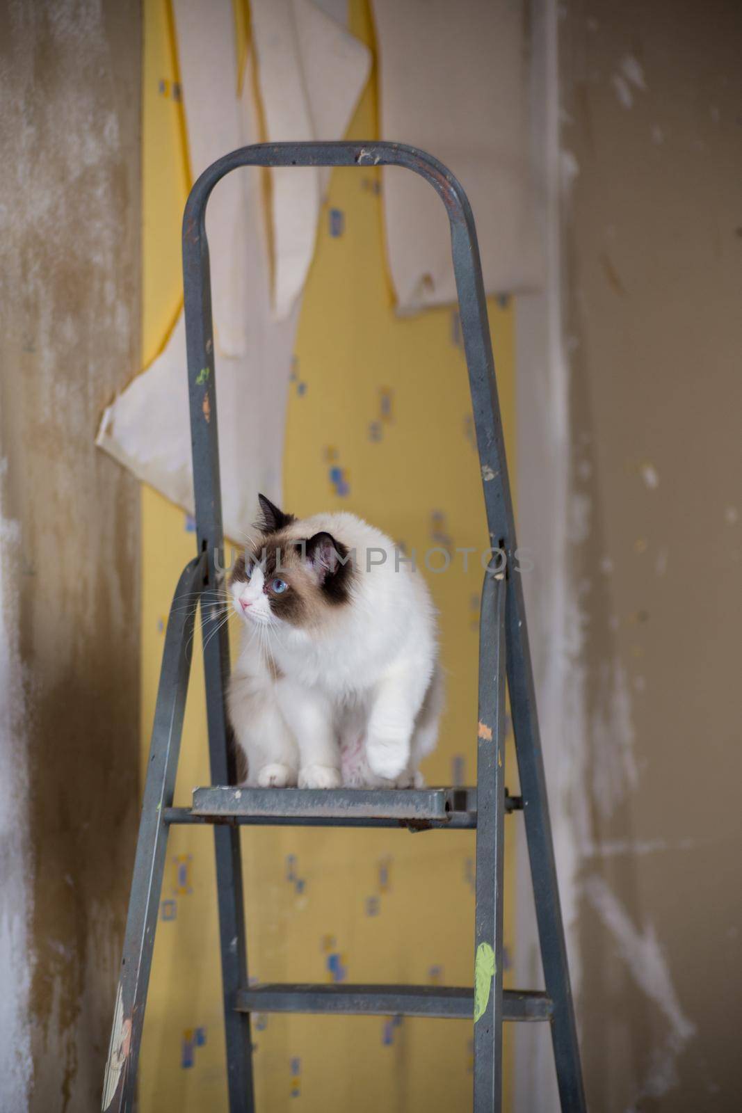 Cute domestic Ragdoll cat on a construction ladder waiting for a new renovation