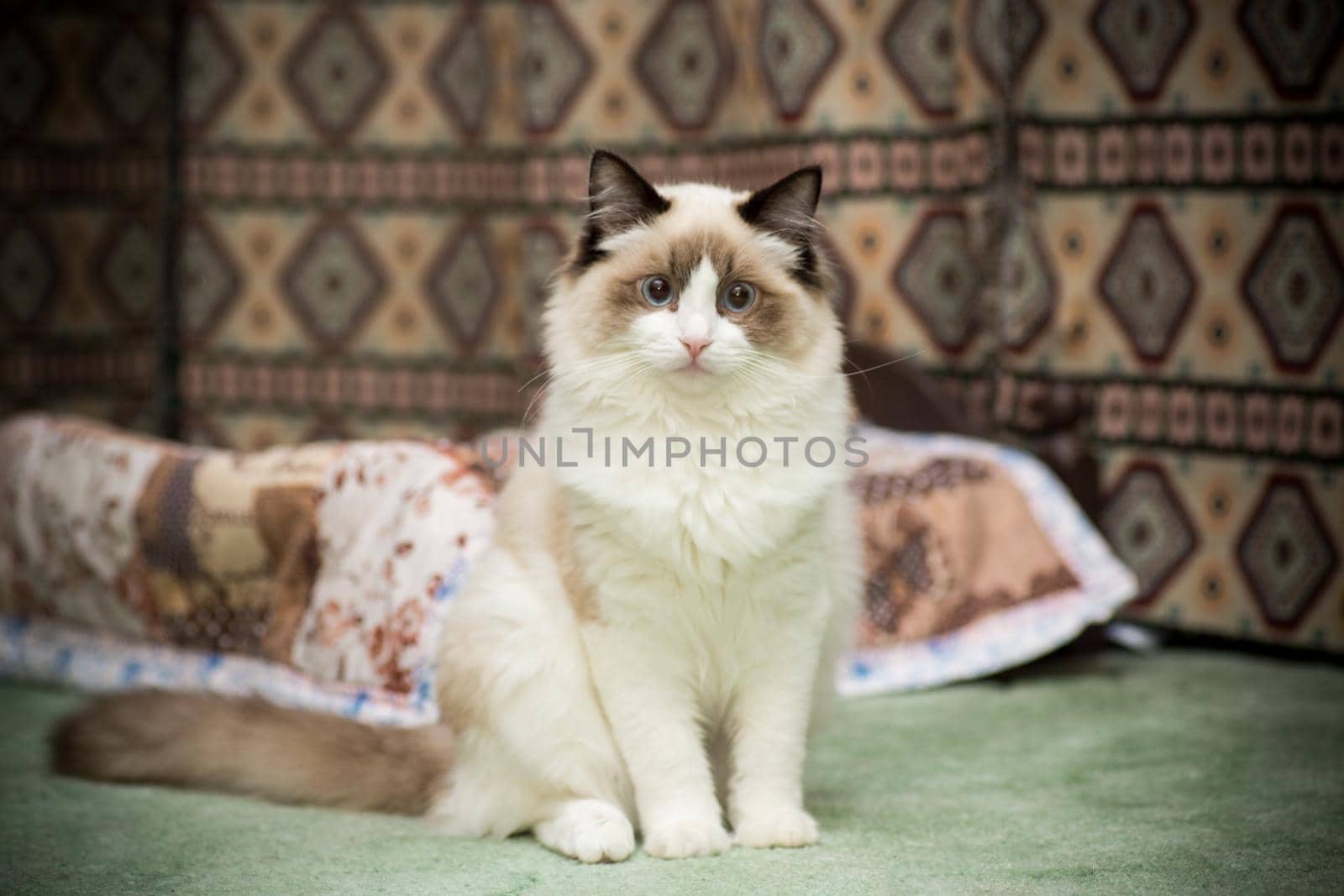 Young healthy beautiful purebred Ragdoll cat, at home