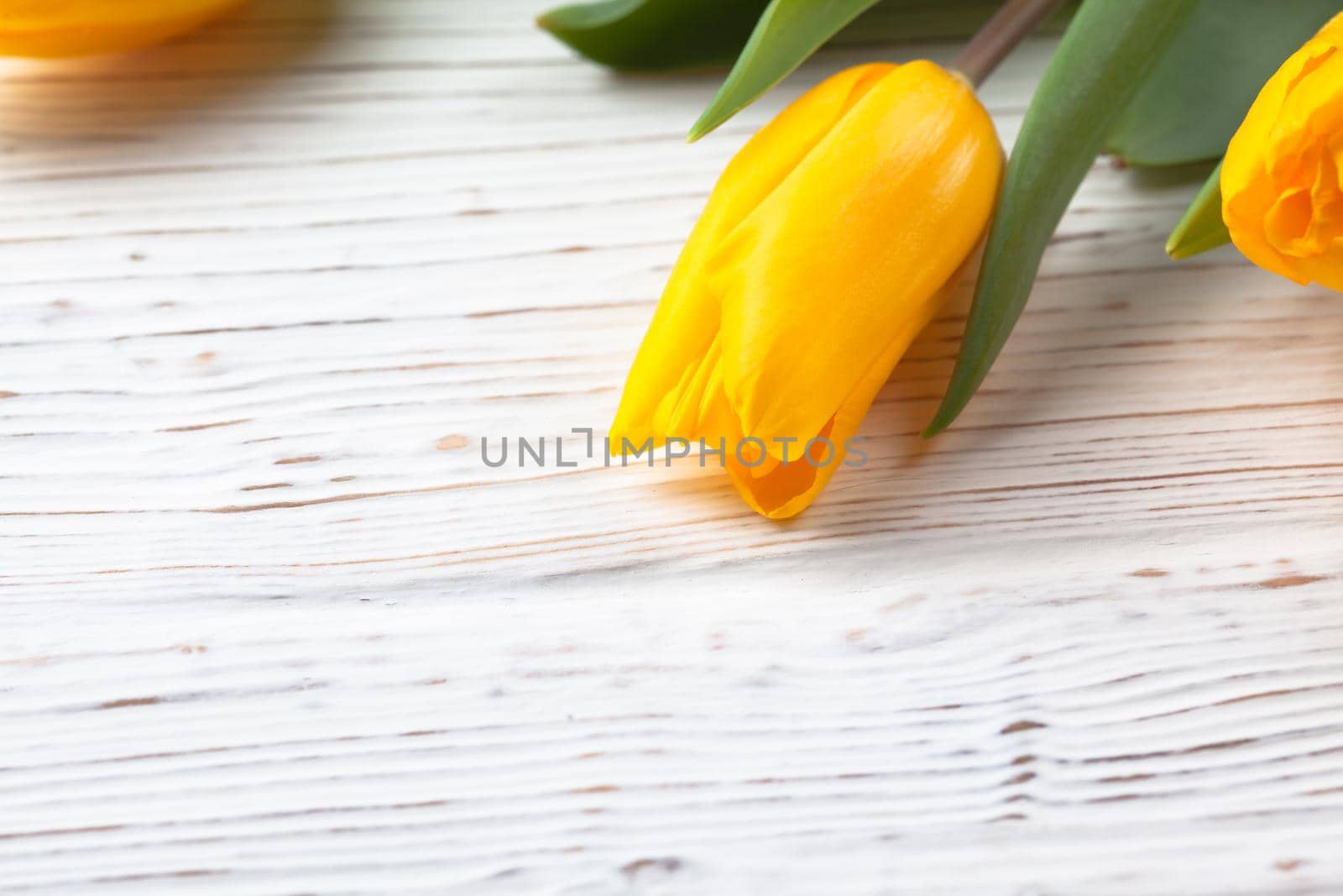 Bud of yellow bright tulip close-up on a white wooden brash background, used as a background or texture, copy space
