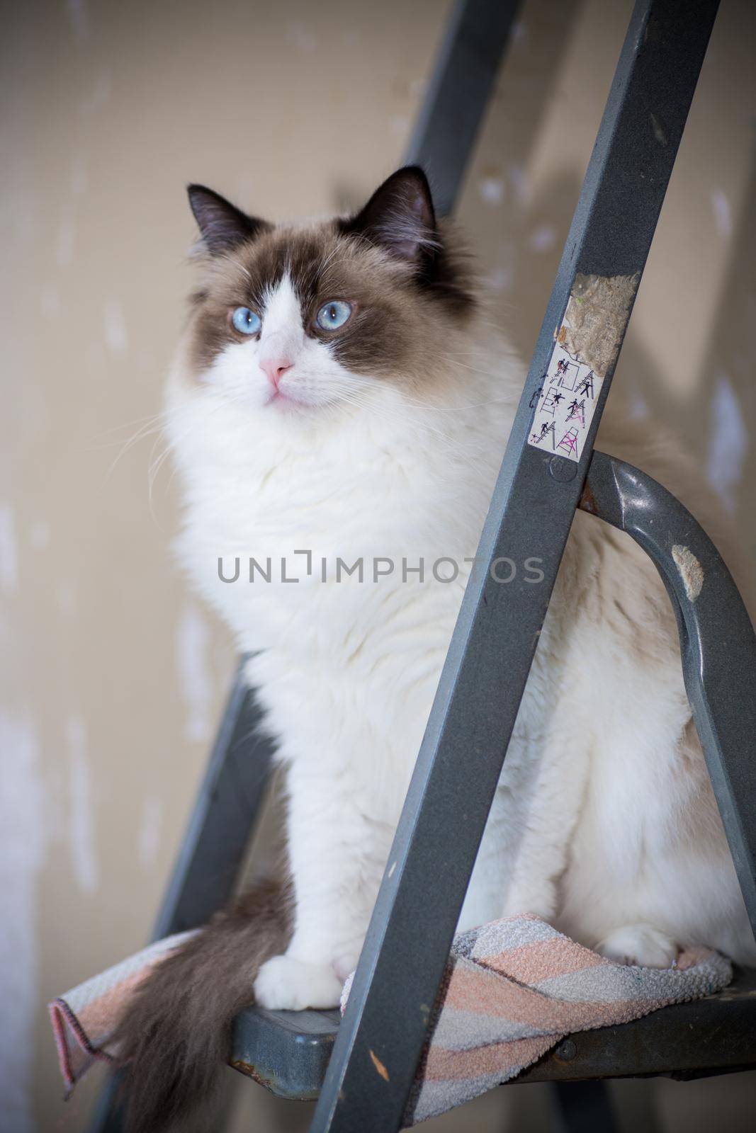 Cute domestic Ragdoll cat on a construction ladder waiting for a new renovation