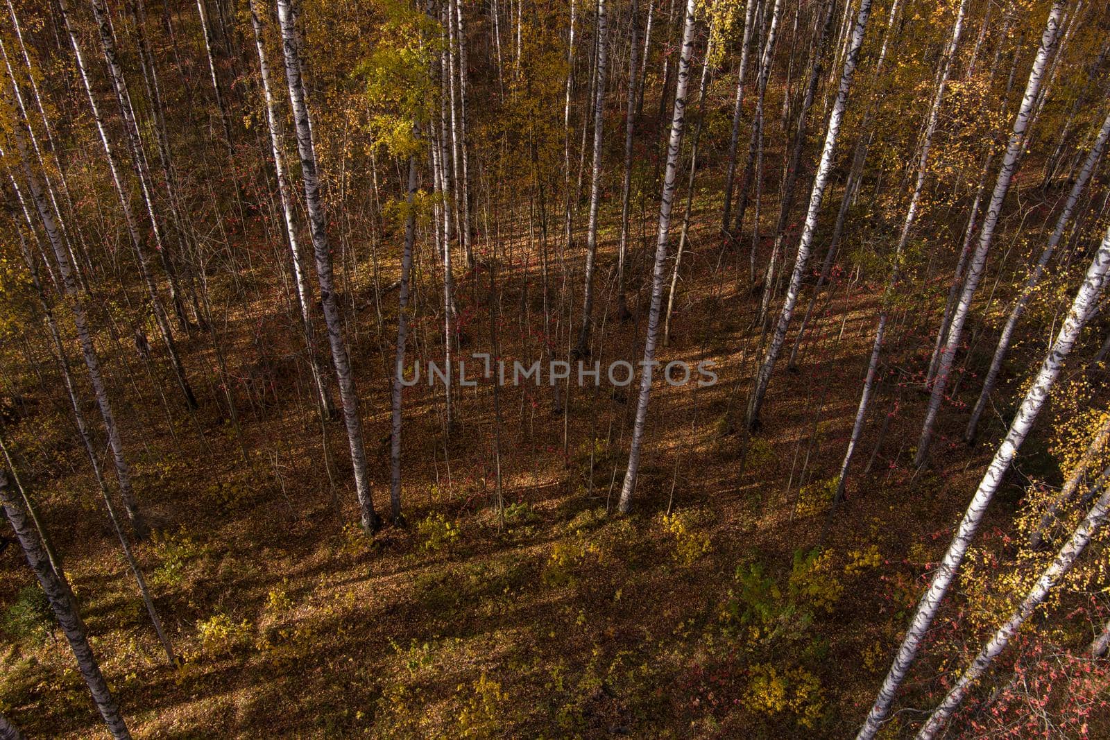 Golden autumn, Treetops from a bird's eye view at sunset, the drone rises above the trees, golden tree crowns, a path in the forest. High quality photo
