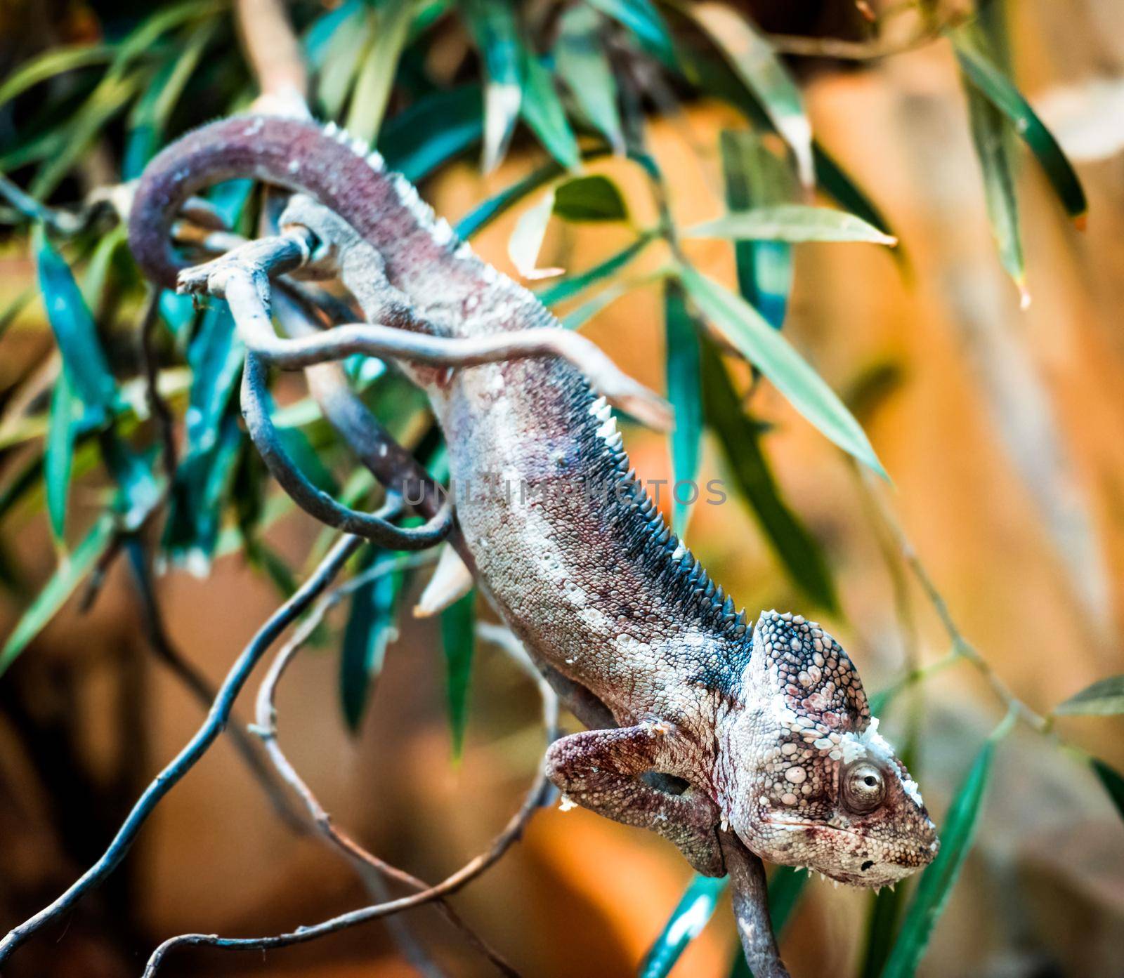 Chameleon stood on a branch