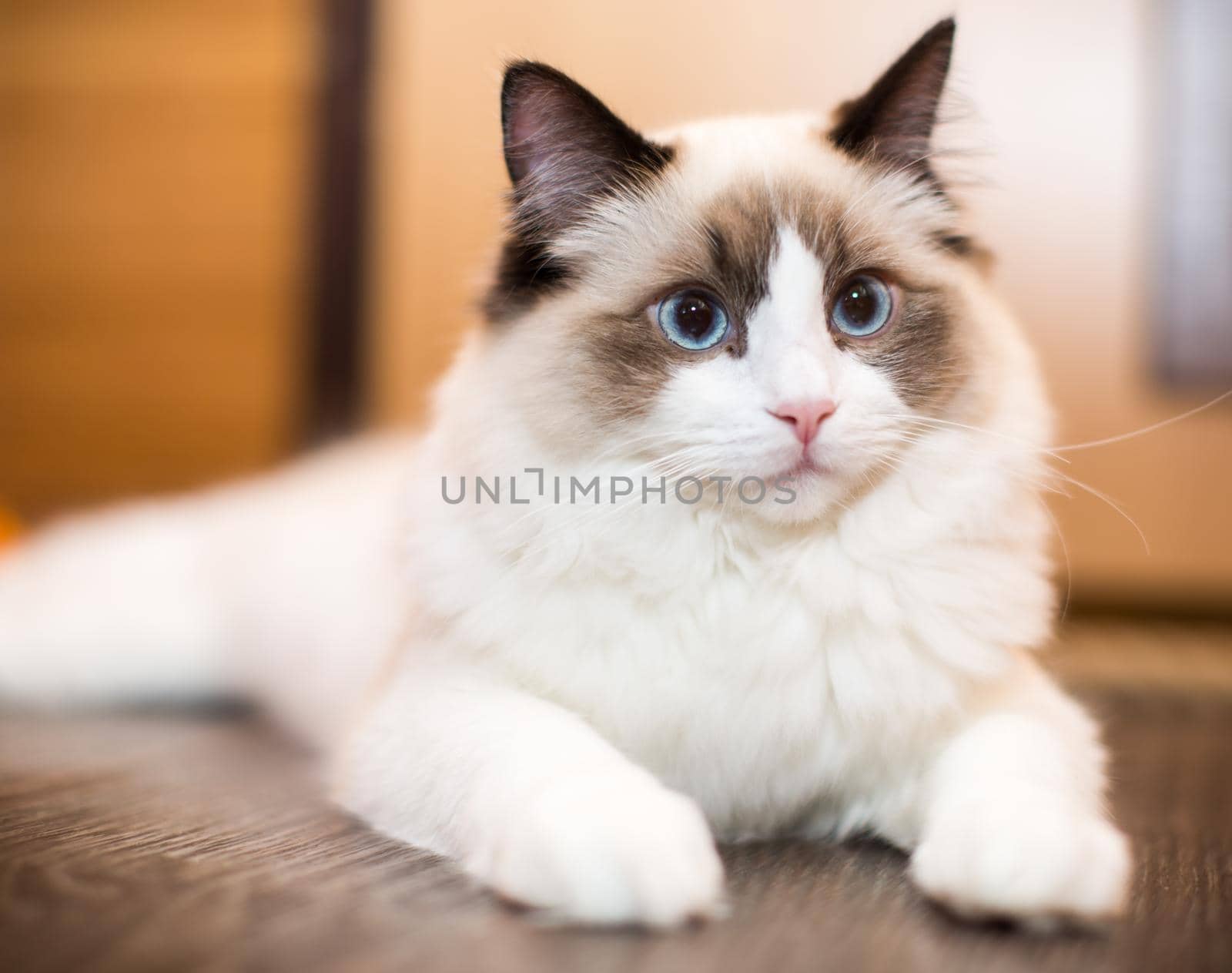 Beautiful young white purebred Ragdoll cat with blue eyes, at home.