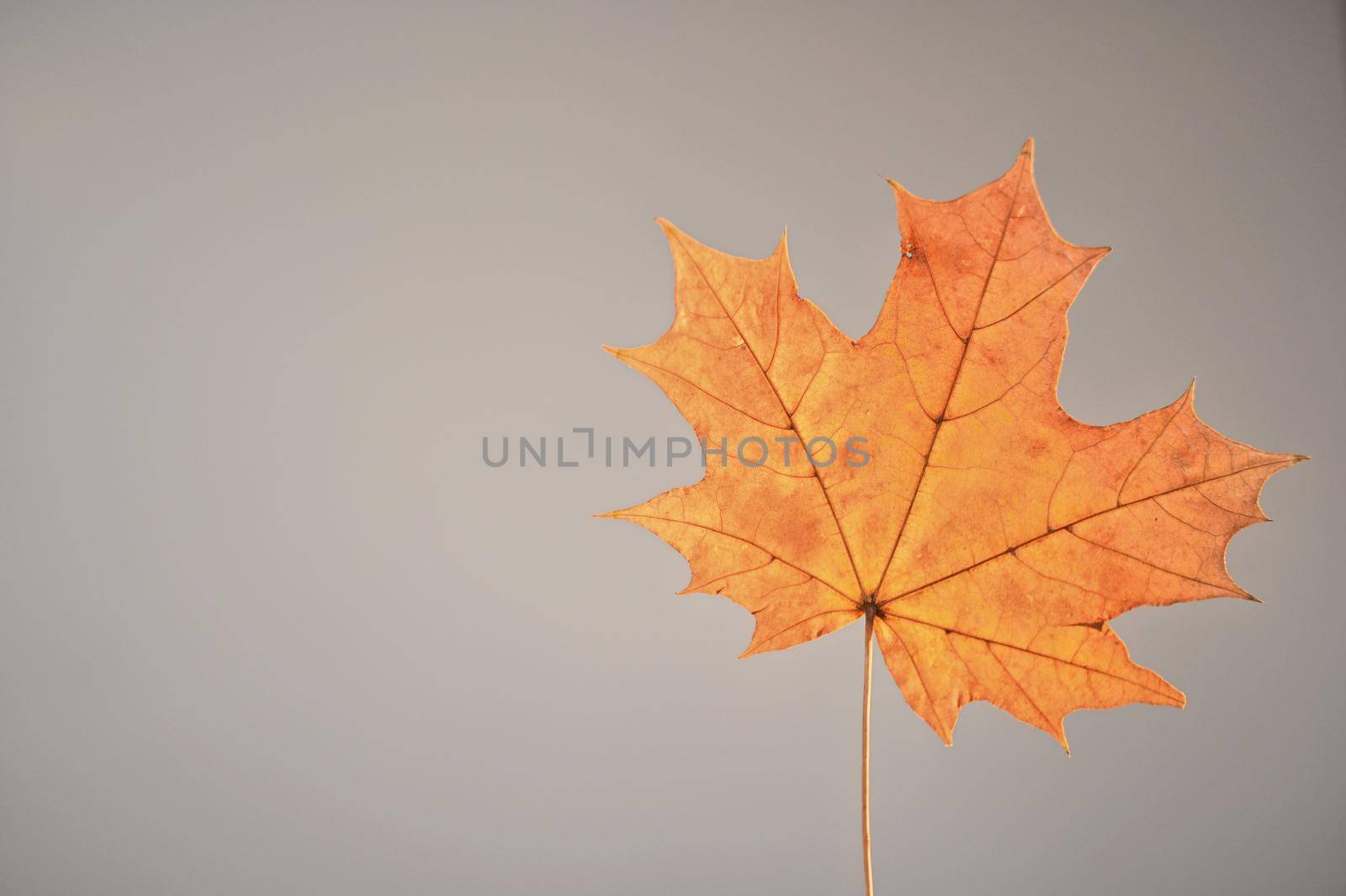 Yellow maple leaf on gray background. Copy space.