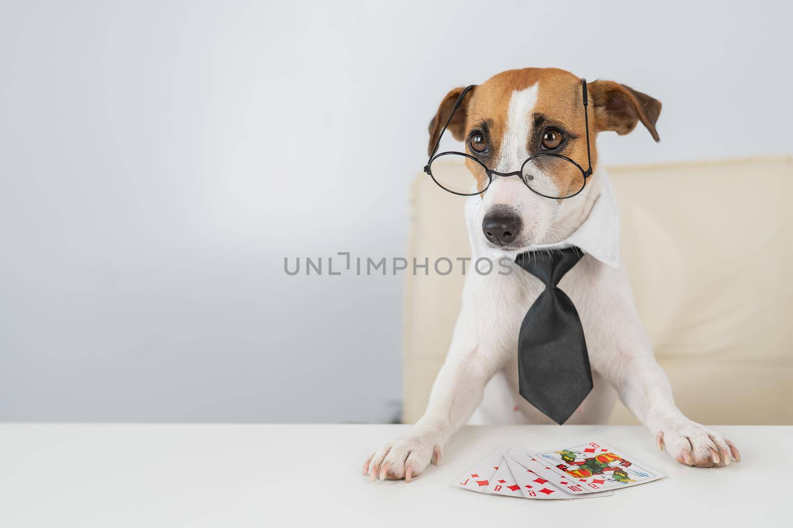 Jack russell terrier dog with glasses and tie plays poker. Addiction to gambling card games