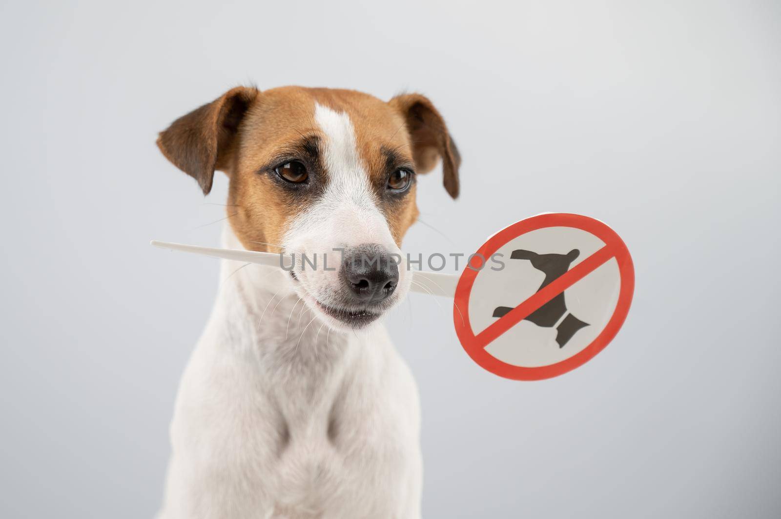 Dog jack russell terrier holding a sign dogs are not allowed on a white background. by mrwed54