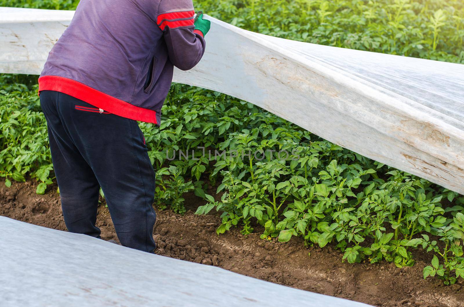 A farmer opens a spunbond potato plantation. Opening of young potato bushes as it warms. Hardening of plants in late spring. Agroindustry, farming. Removal of greenhouse tunnels after warming by iLixe48