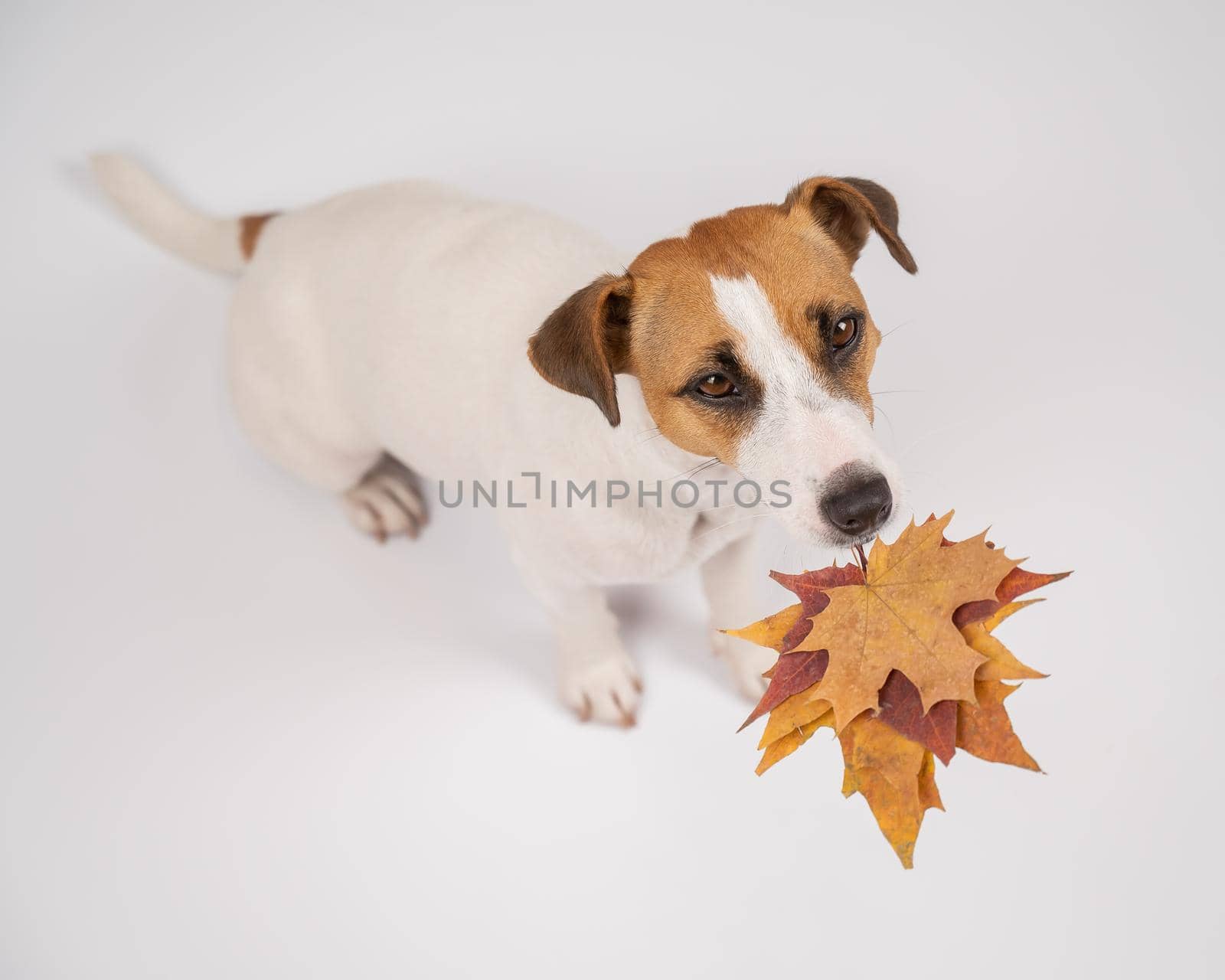 The dog is holding a bunch of maple leaves on a white background