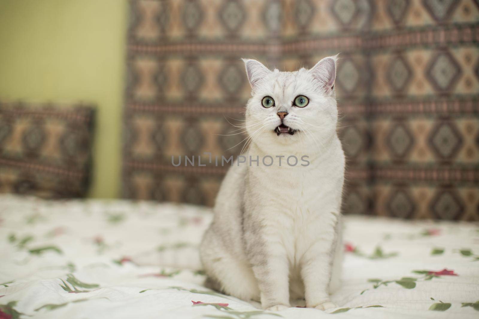 adult cat pedigree Scottish chinchilla straight ears, at home.