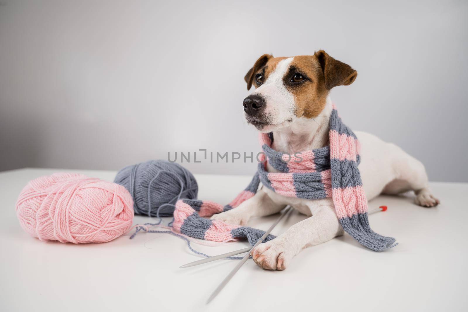 Dog jack russell terrier knits a knitted scarf on a white background