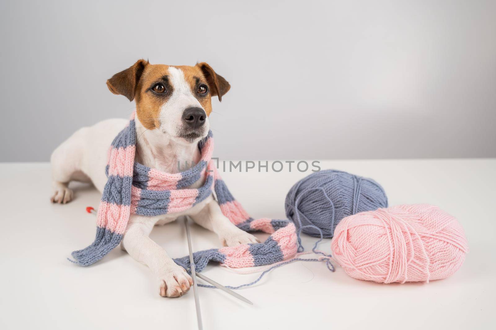 Dog jack russell terrier knits a knitted scarf on a white background