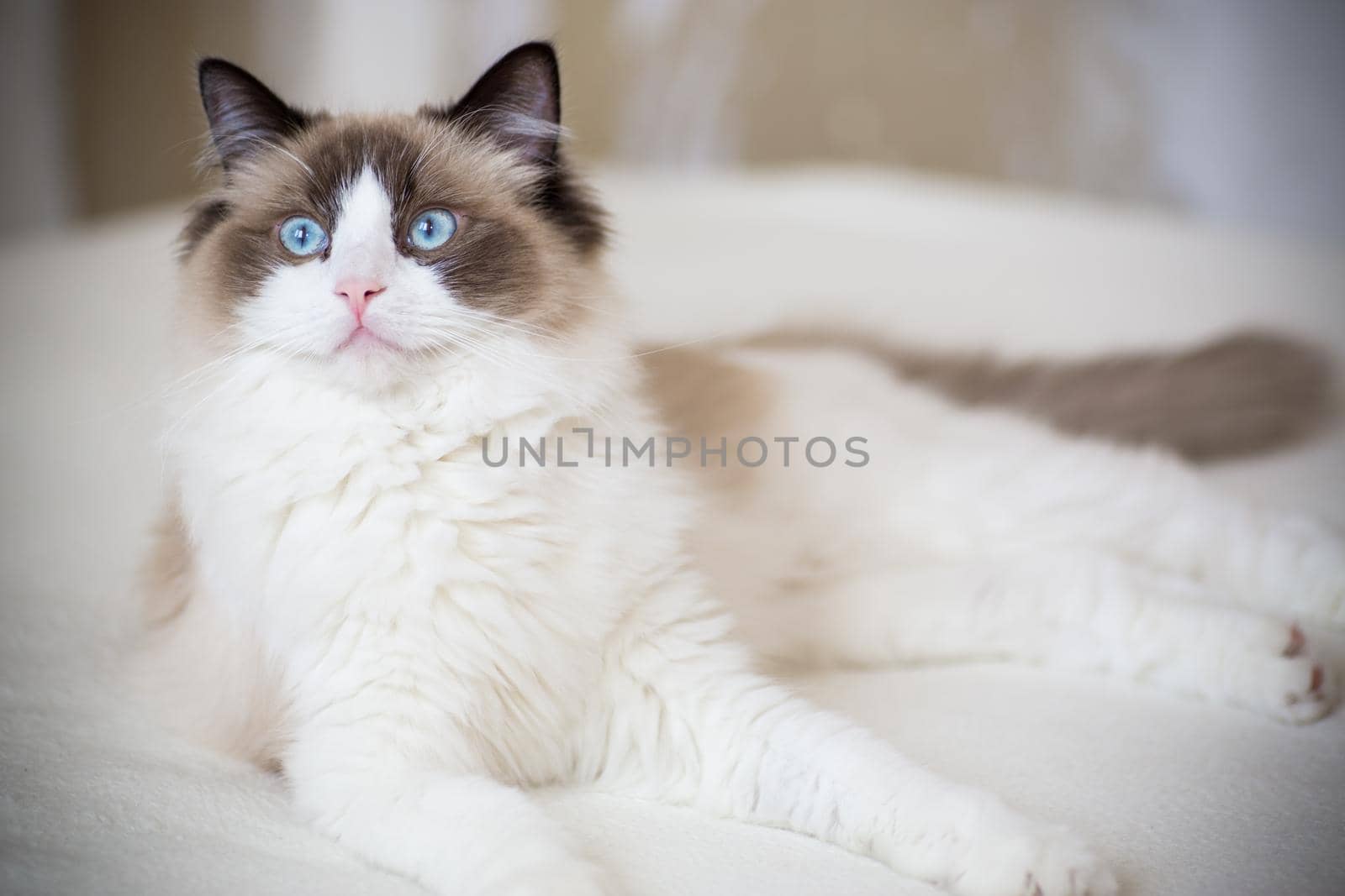 Young healthy beautiful purebred Ragdoll cat, at home