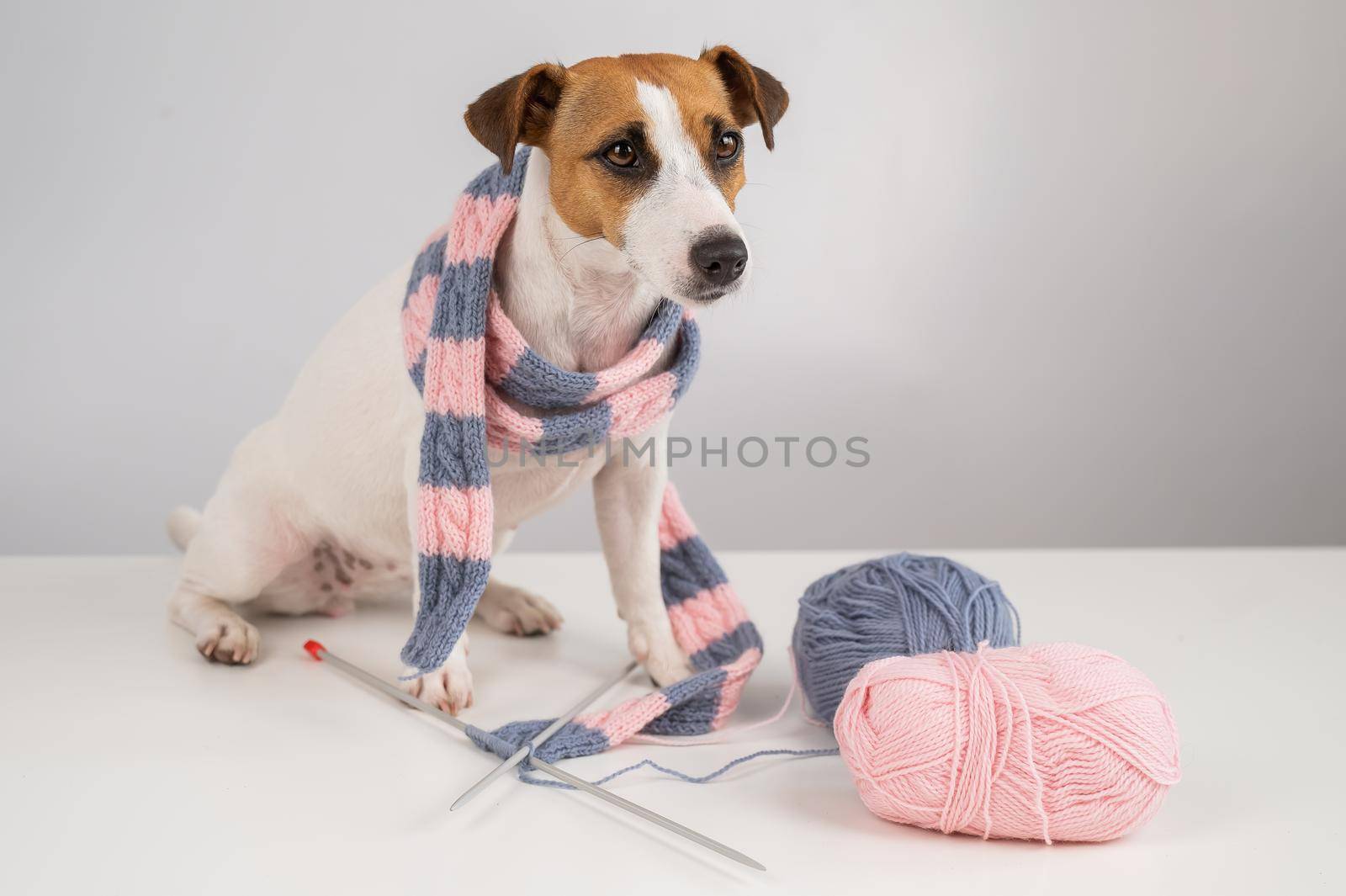 Dog jack russell terrier knits a knitted scarf on a white background