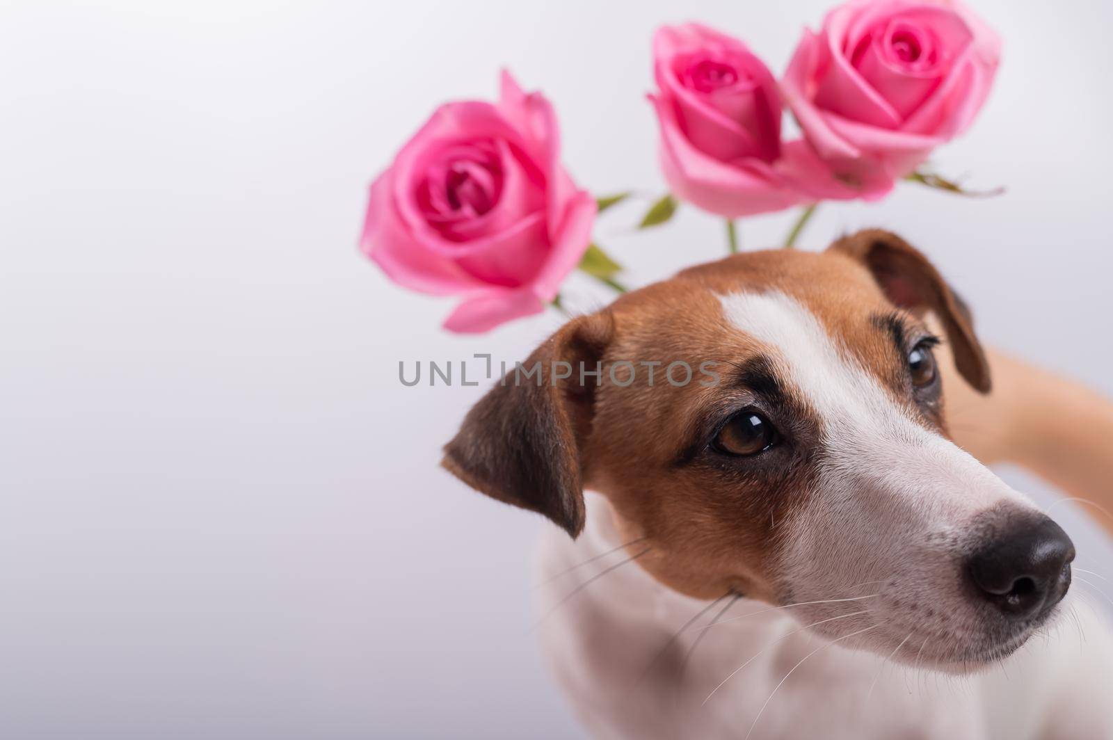 Jack Russell Terrier and a bouquet of pink roses on a white background. A dog gives a romantic gift on a date. Copy space by mrwed54
