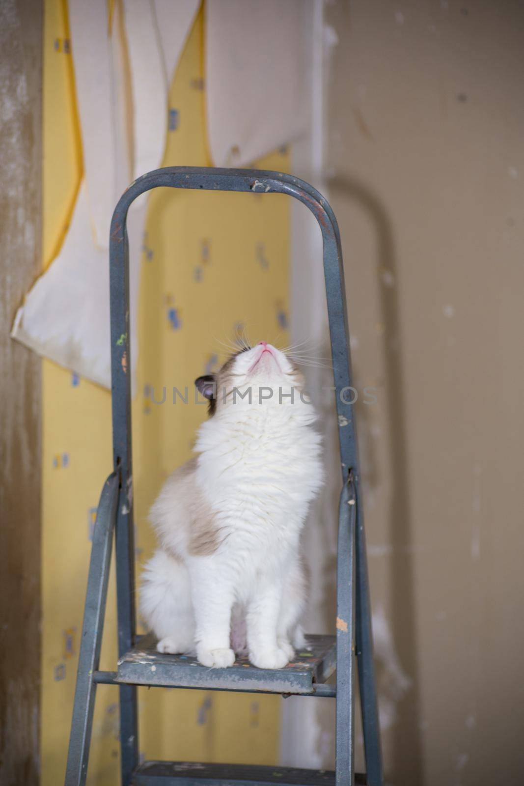 Cute domestic Ragdoll cat on a construction ladder waiting for a new renovation