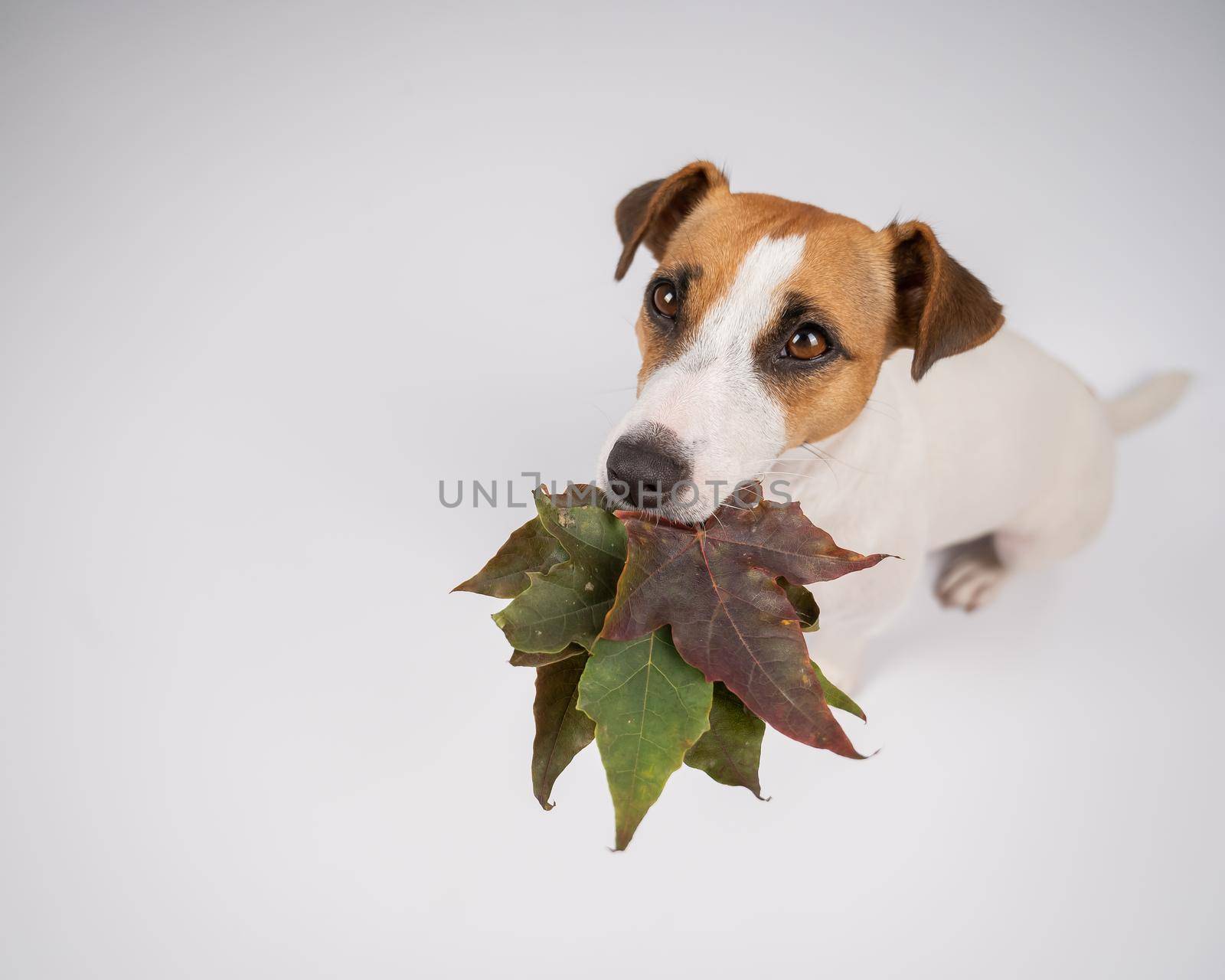 Jack russell terrier dog holding fallen maple leaves on a white background in the studio. by mrwed54
