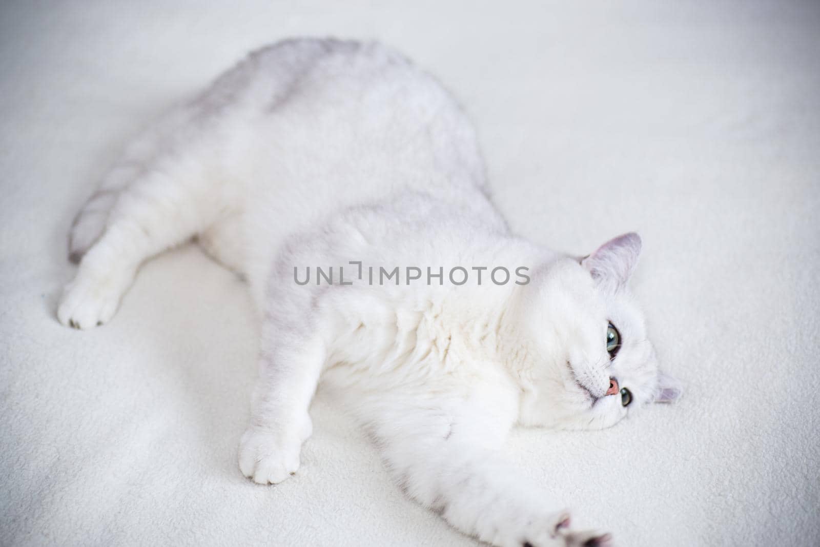 adult cat breed Scottish chinchilla with straight ears, sleeps at home
