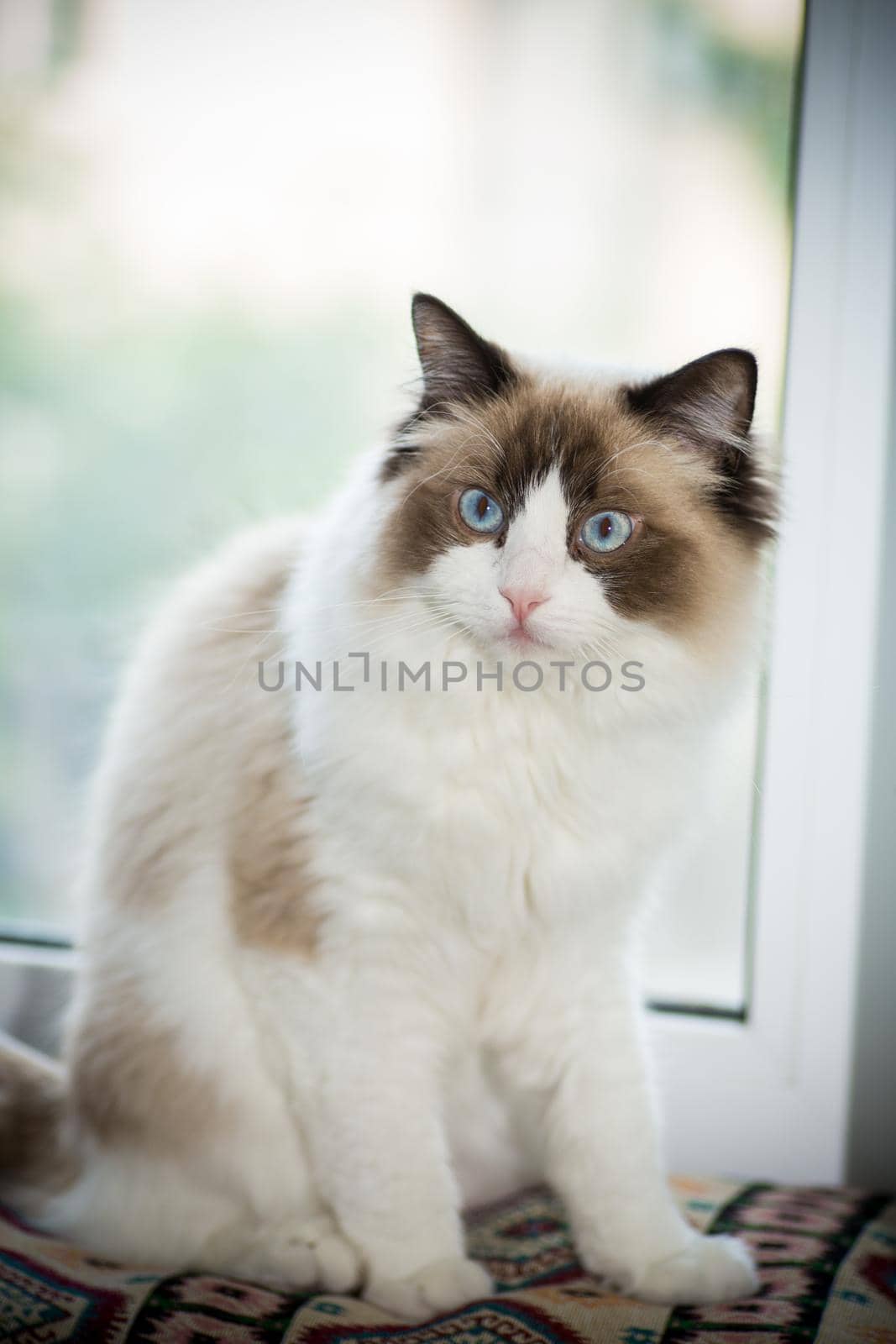 Young healthy beautiful purebred Ragdoll cat, at home