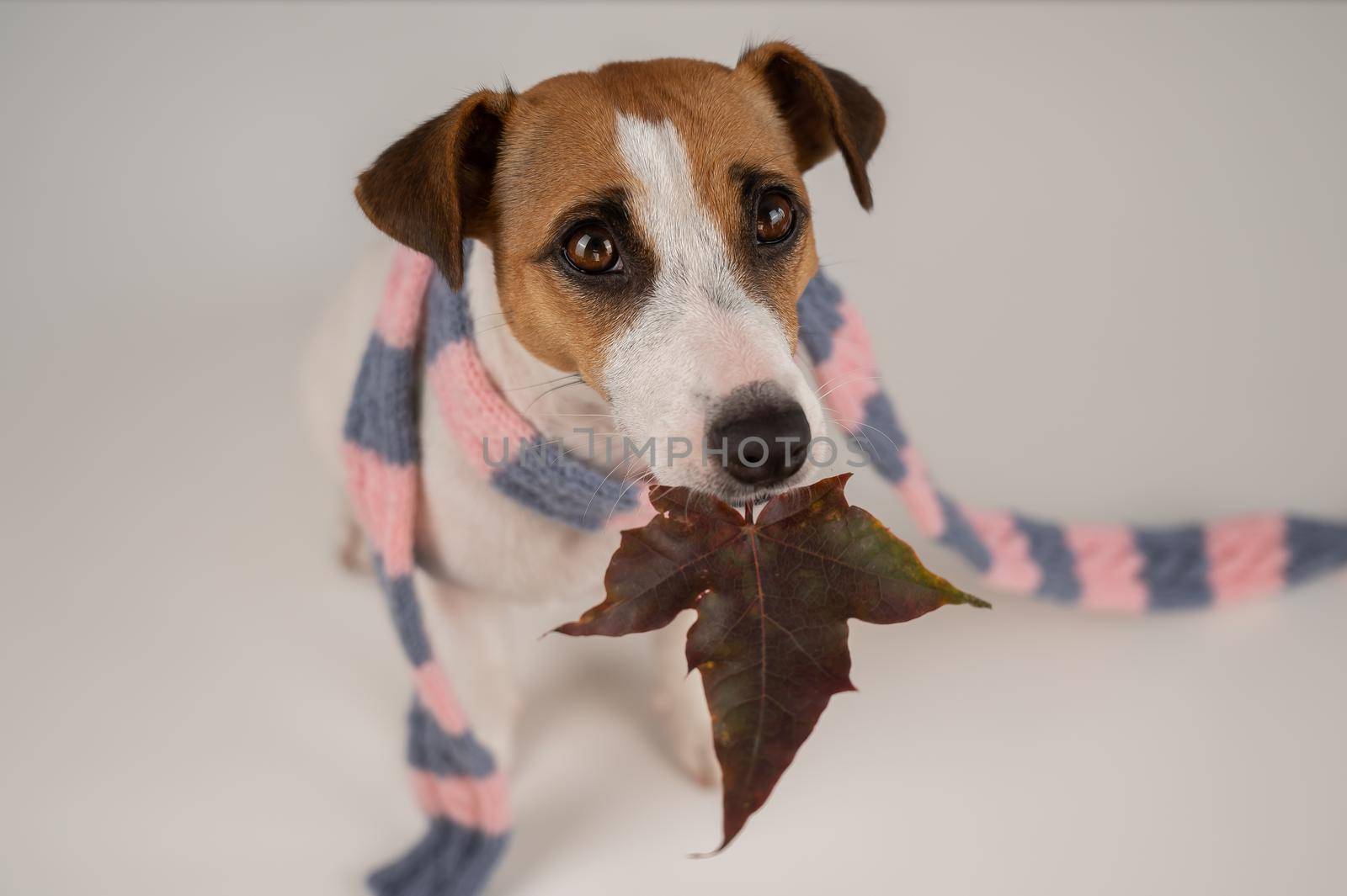 Dog Jack Russell Terrier wearing a knit scarf holding a maple leaf on a white background