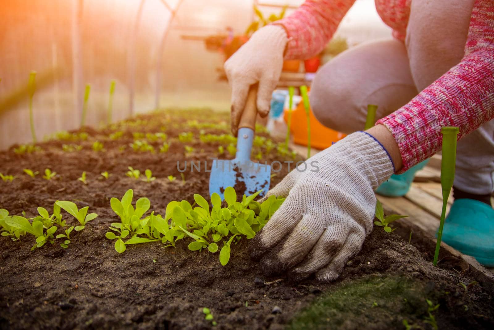 the hands of a gardener in household gloves plants seedlings of young plant sprouts in the ground in a greenhouse. spring time