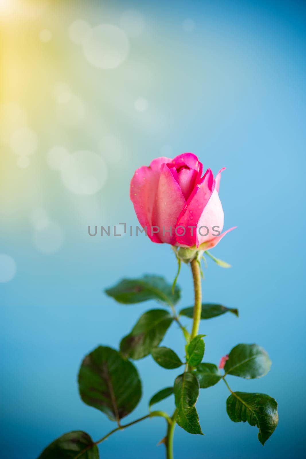 pink beautiful summer roses on a blue abstract background