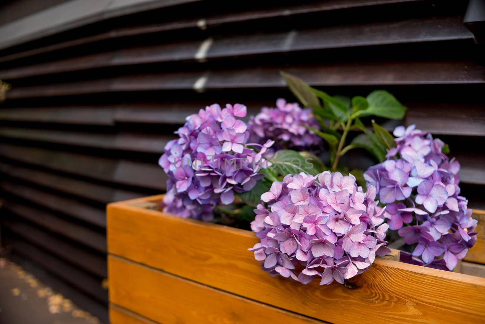 Pink and blue Hydrangea flower ,Hydrangea macrophylla blooming in spring and summer in box in garden. bush of hortensia flowers.Street cafe decoration. Blossom Purple hydrangea flowers in wooden box by YuliaYaspe1979