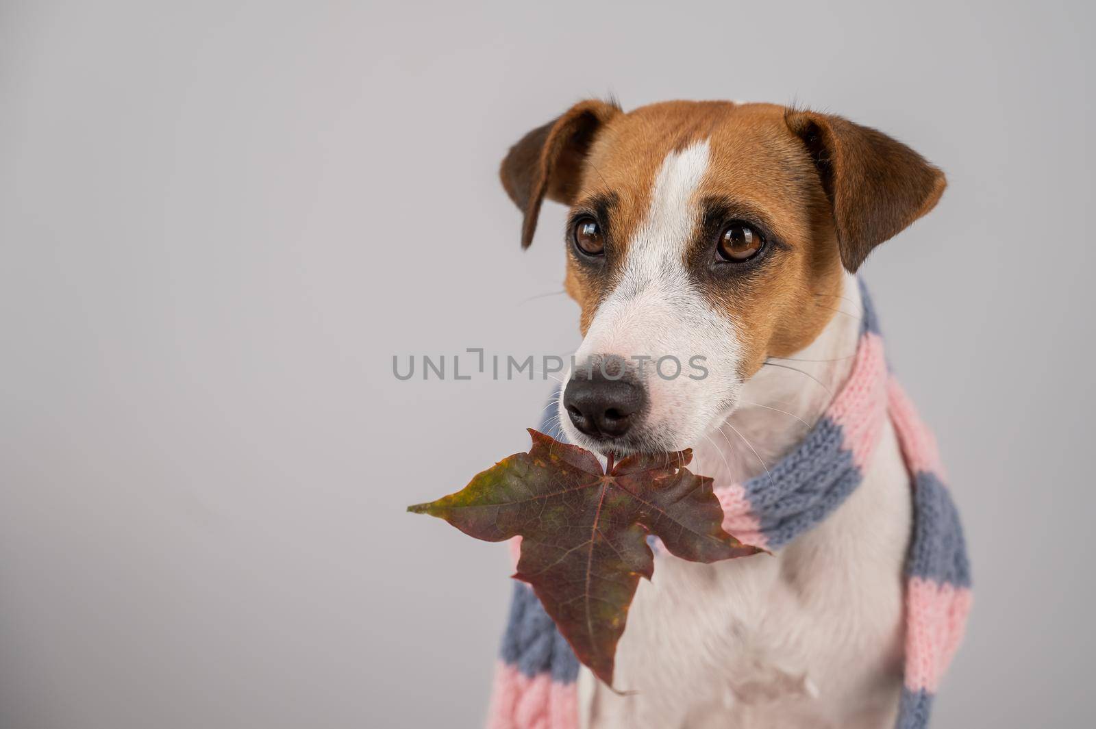 Dog Jack Russell Terrier wearing a knit scarf holding a maple leaf on a white background. by mrwed54
