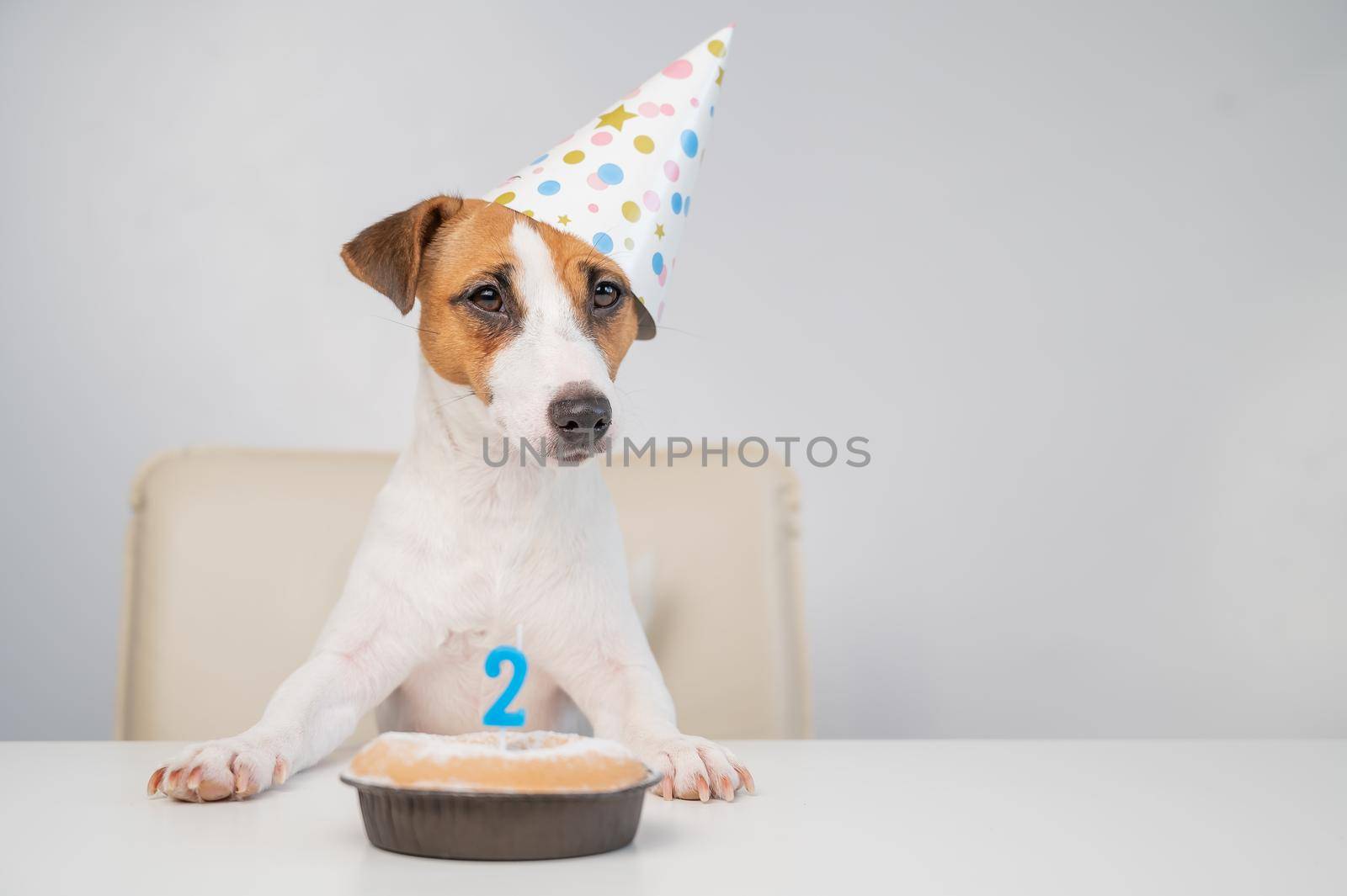 Jack russell terrier in a festive cap by a pie with a candle on a white background. The dog is celebrating its second birthday.