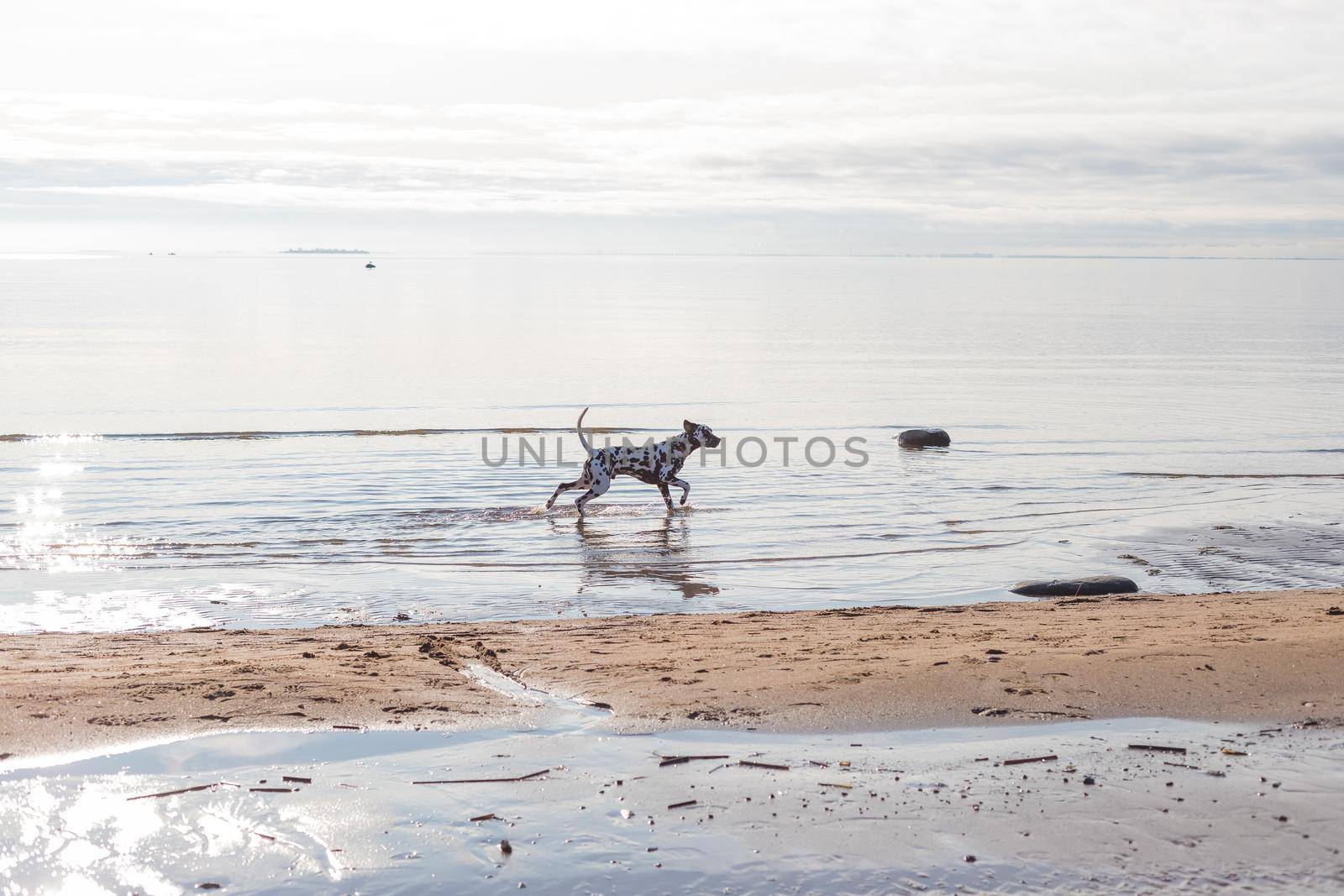 The Dalmatian is a breed of large-sized dog running on beach ,water splashes. Sunny daytime, river, lake.