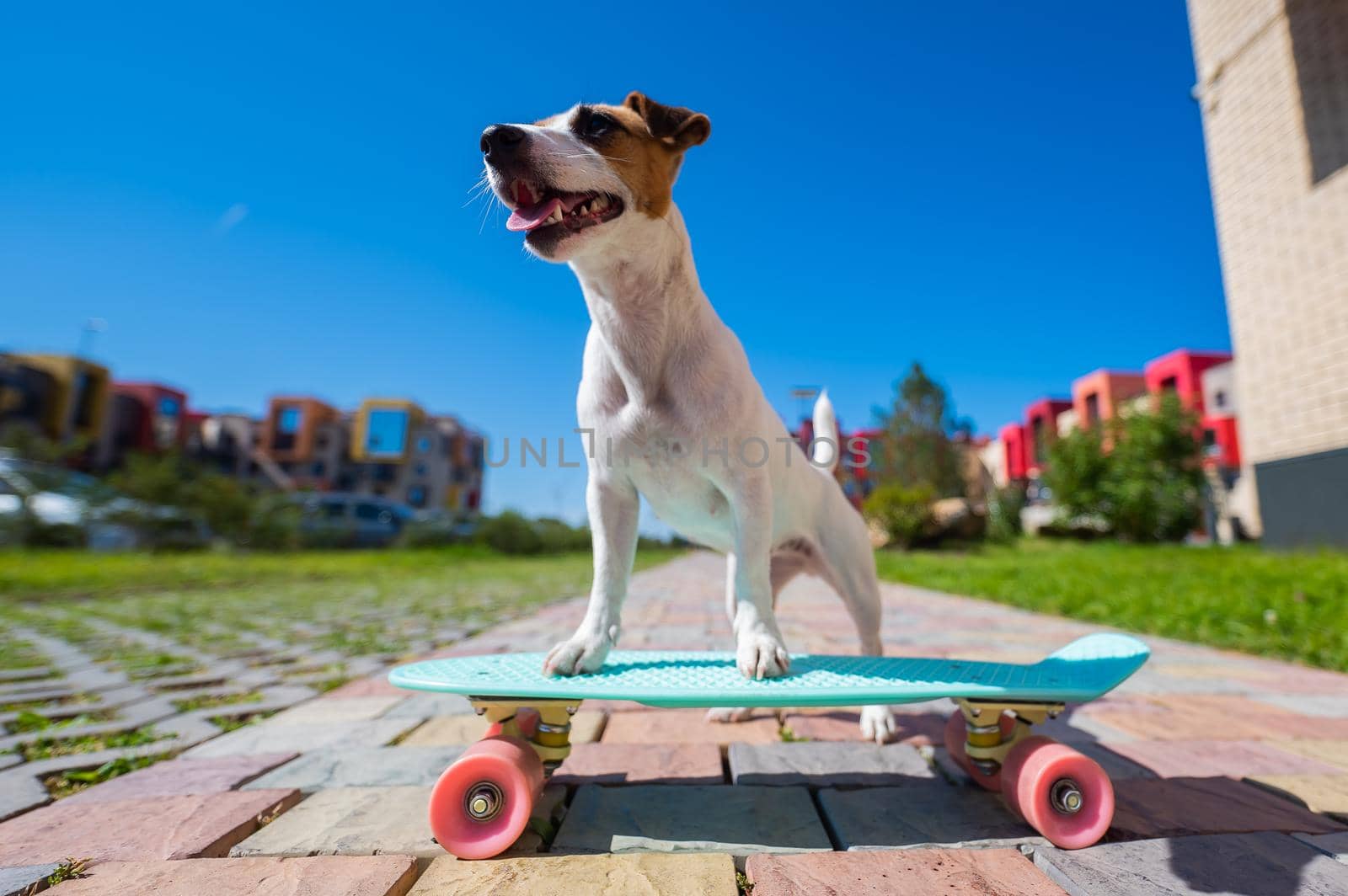 Jack russell terrier dog rides a skateboard outdoors on a hot summer day