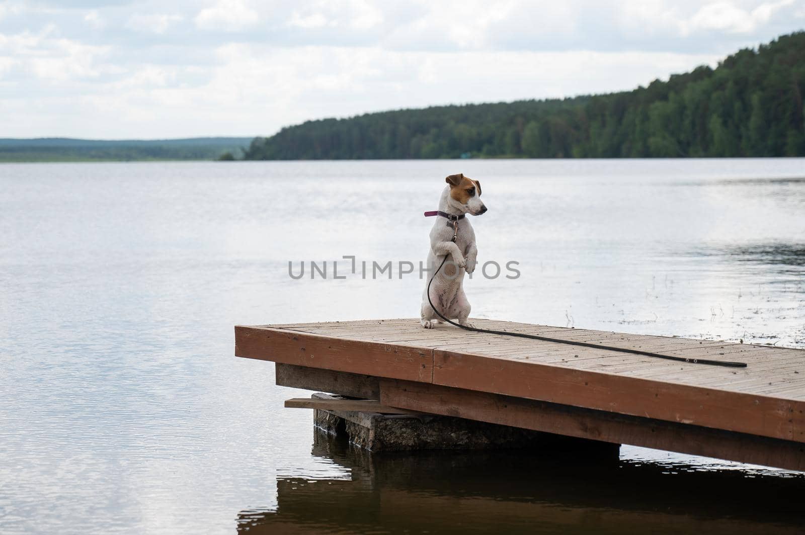 Sad dog jack russell terrier sits alone on the pier by the lake. by mrwed54