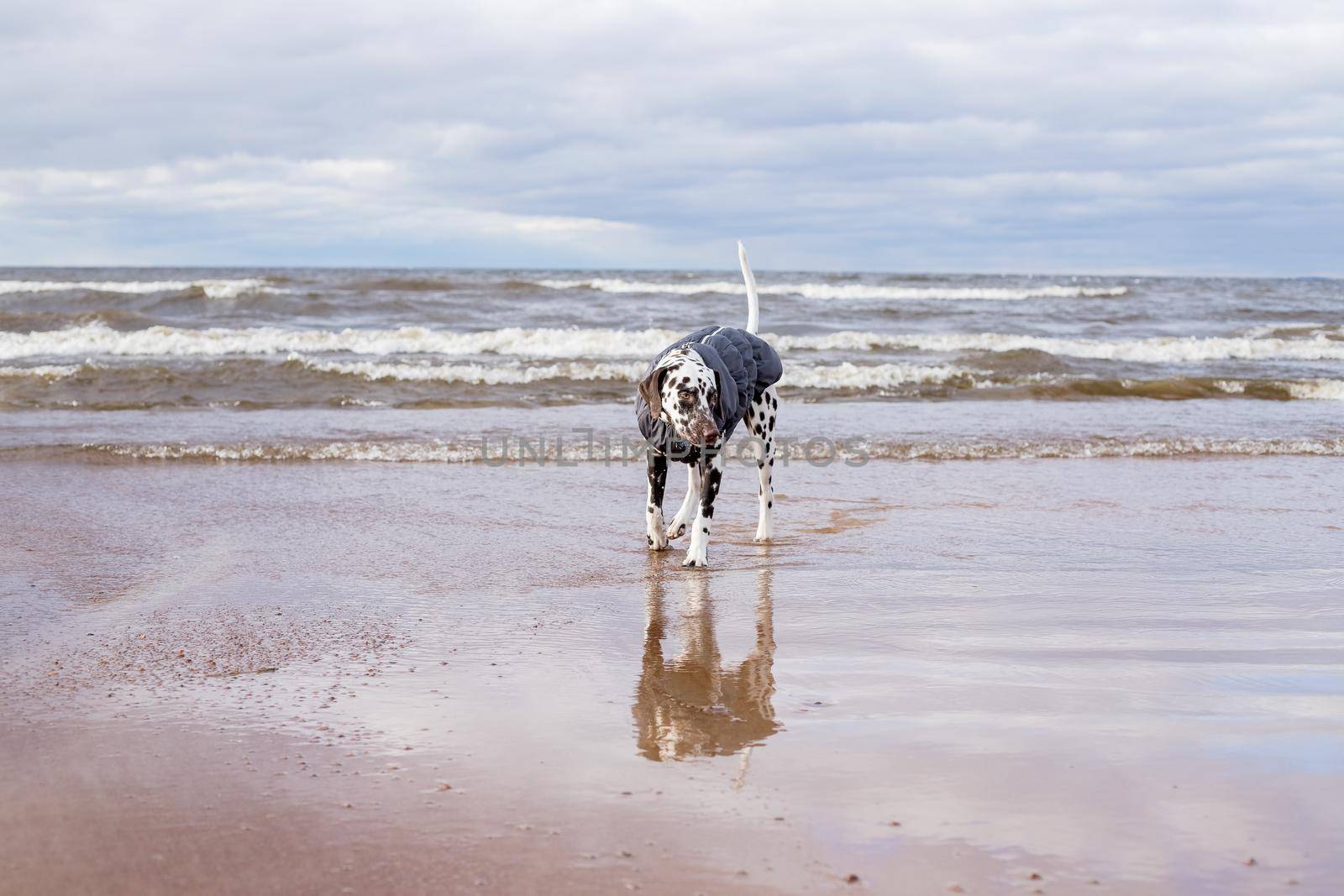 Dalmatian dog walking through water, lake wearing a warm dog coat . Puppy wearing waterproof coat. dog dressed in a grey raincoat stands in sea, waves are raging from the storm by YuliaYaspe1979