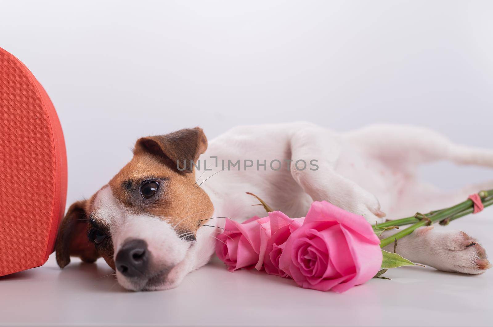 A cute dog lies next to a heart-shaped box and holds a bouquet of pink roses on a white background. Valentine's day gift.