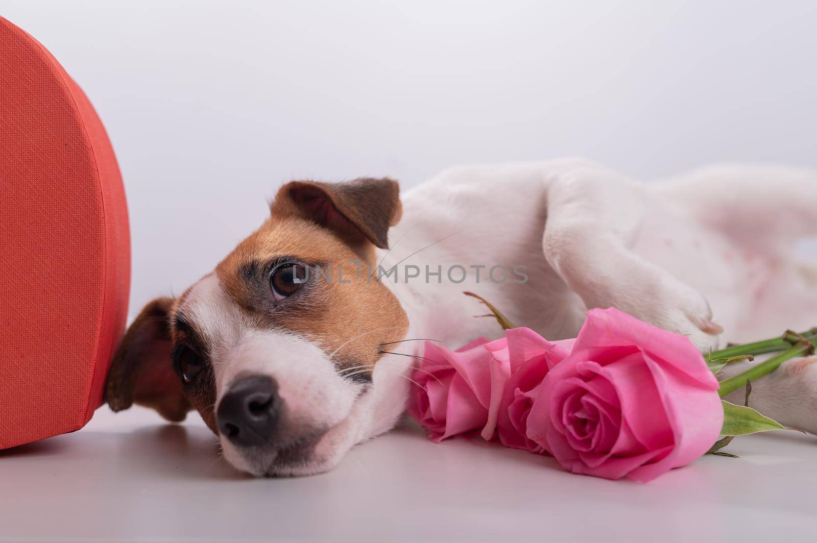 A cute dog lies next to a heart-shaped box and holds a bouquet of pink roses on a white background. Valentine's day gift.