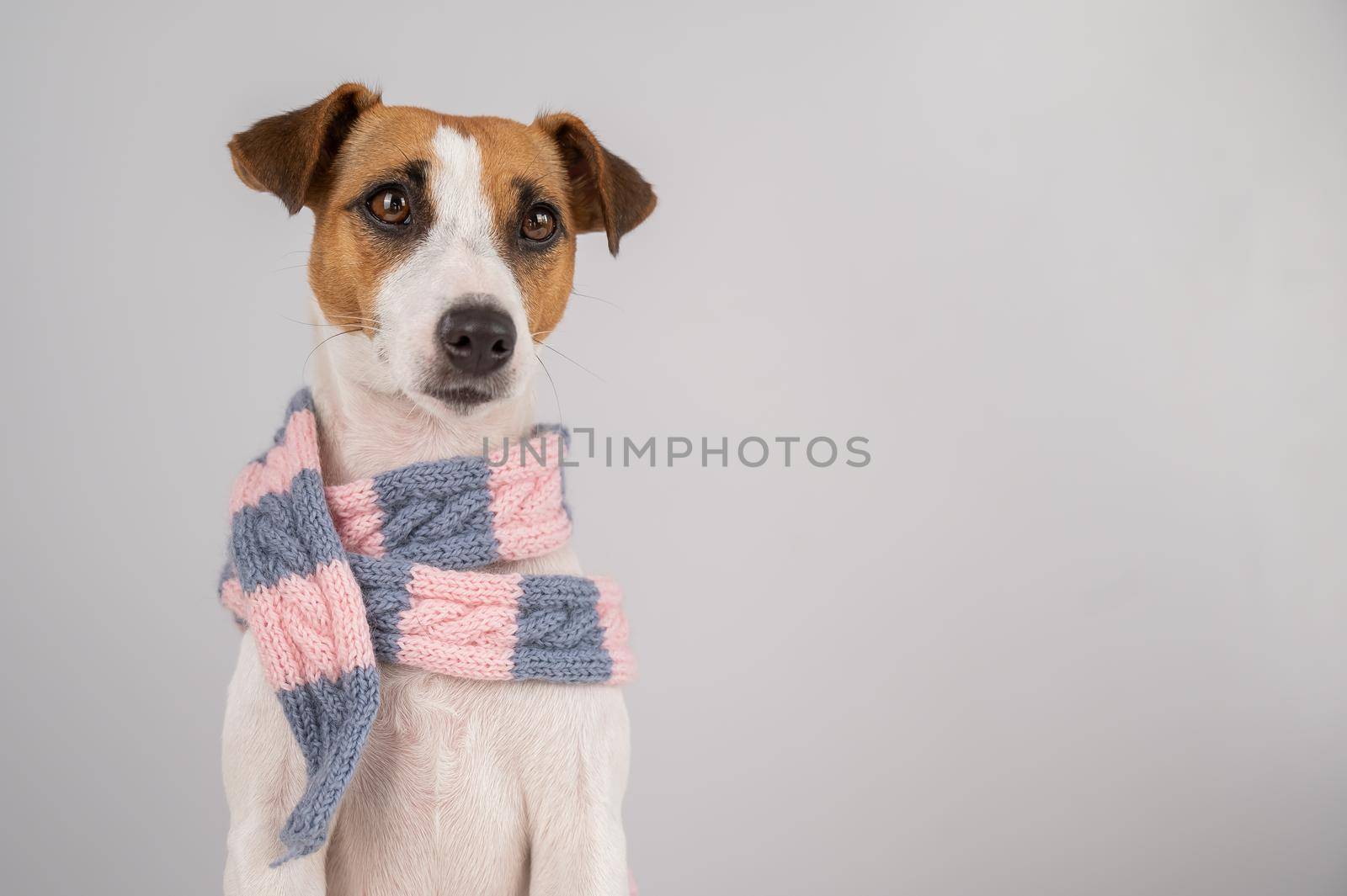 Dog Jack Russell Terrier wearing a knit scarf on a white background