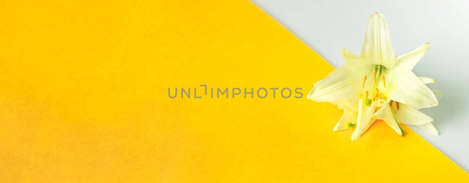 Lily flower on a yellow-and-white background. Composition with flowers. Flat lay. It's a beautiful background.