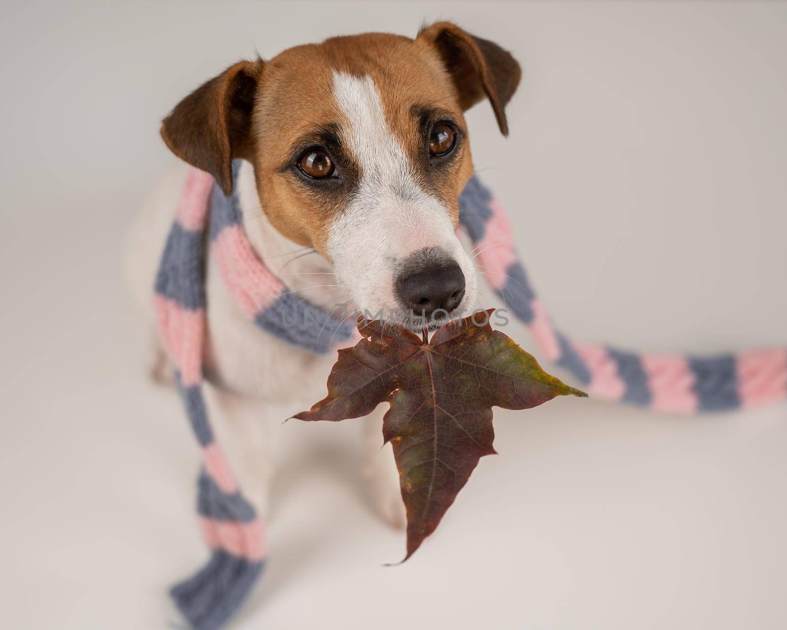 Dog Jack Russell Terrier wearing a knit scarf holding a maple leaf on a white background. by mrwed54