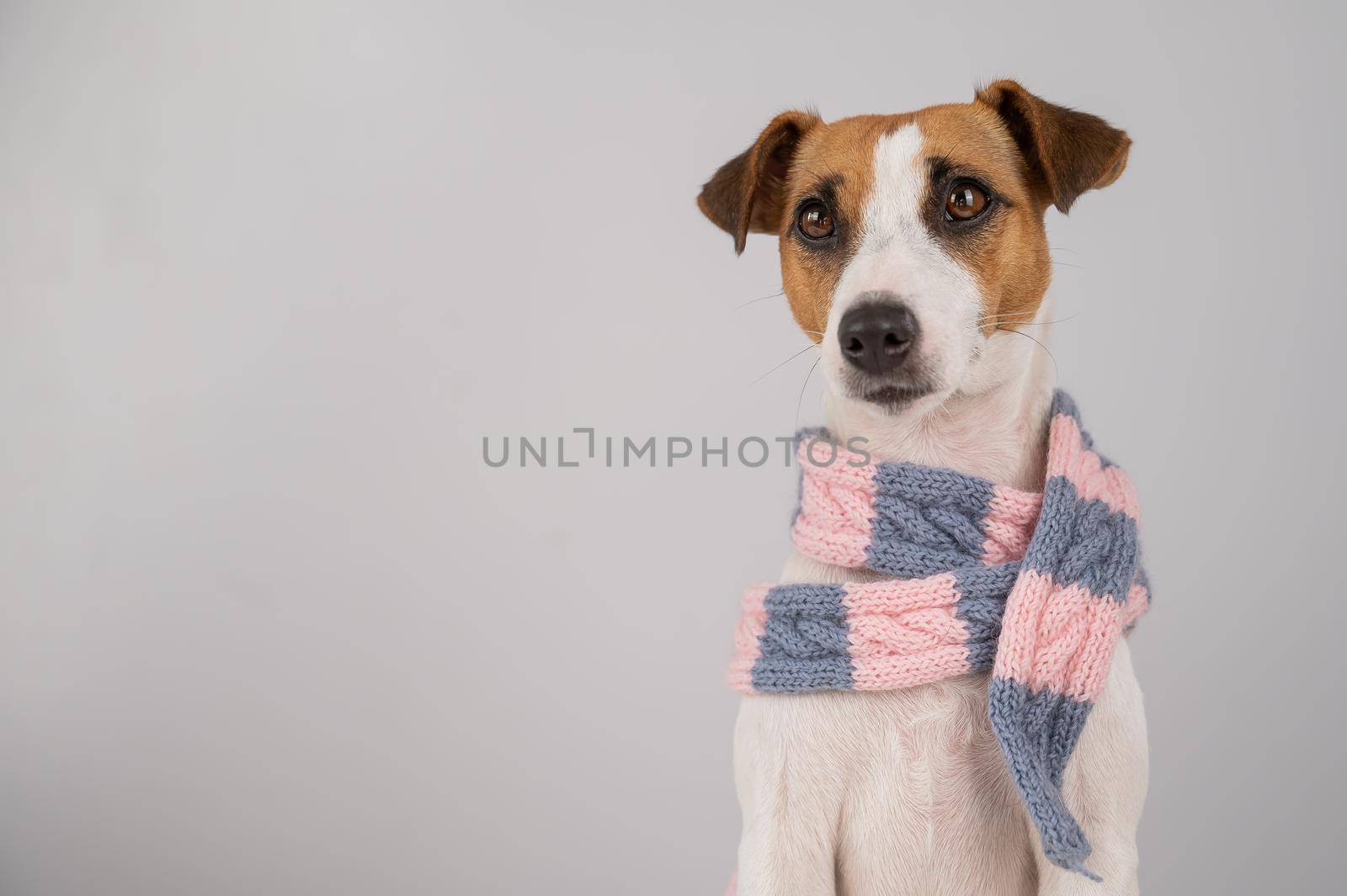 Dog Jack Russell Terrier wearing a knit scarf on a white background. by mrwed54