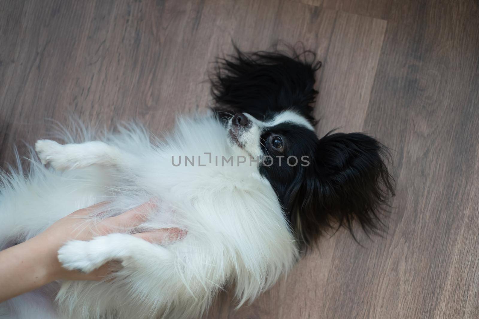 Funny shepherd dog on a dark wooden floor. Papillon dog butterfly by mrwed54