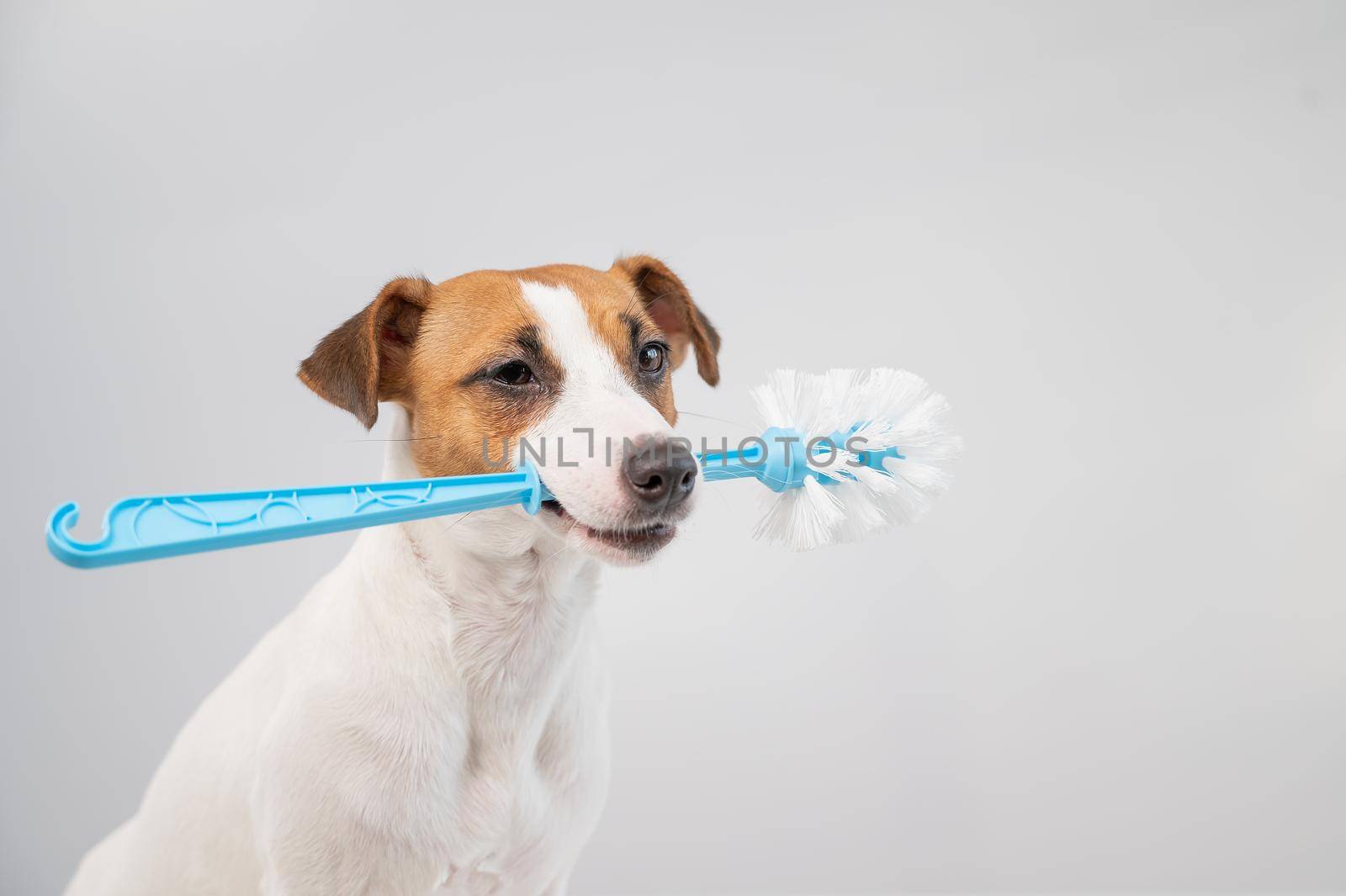 Jack russell terrier dog holds a blue toilet brush in his mouth. Plumbing cleaner.
