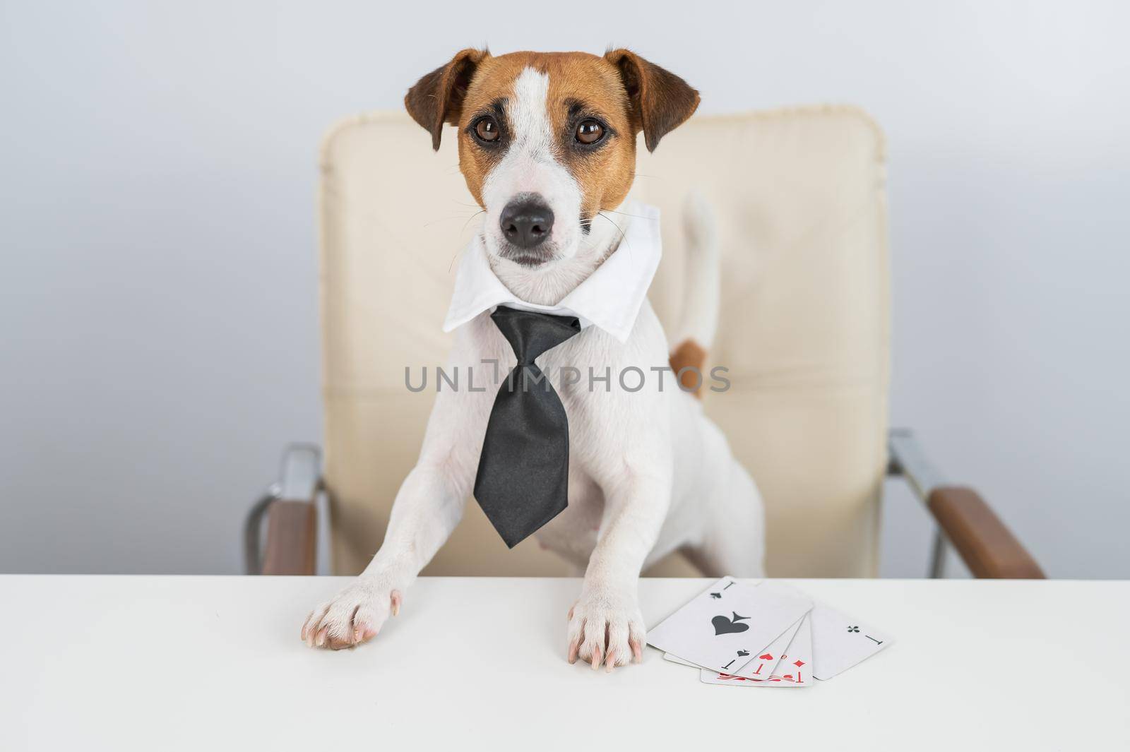 Jack russell terrier dog with glasses and tie plays poker. Addiction to gambling card games. by mrwed54