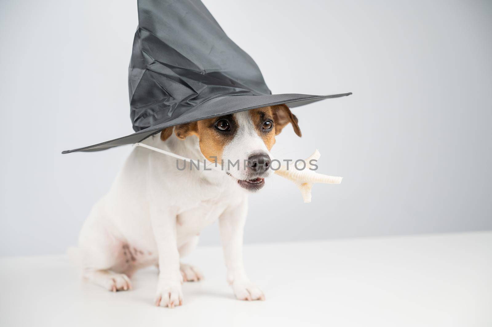 Jack russell terrier dog in witch hat holding chicken paw for casting spells on white background. by mrwed54