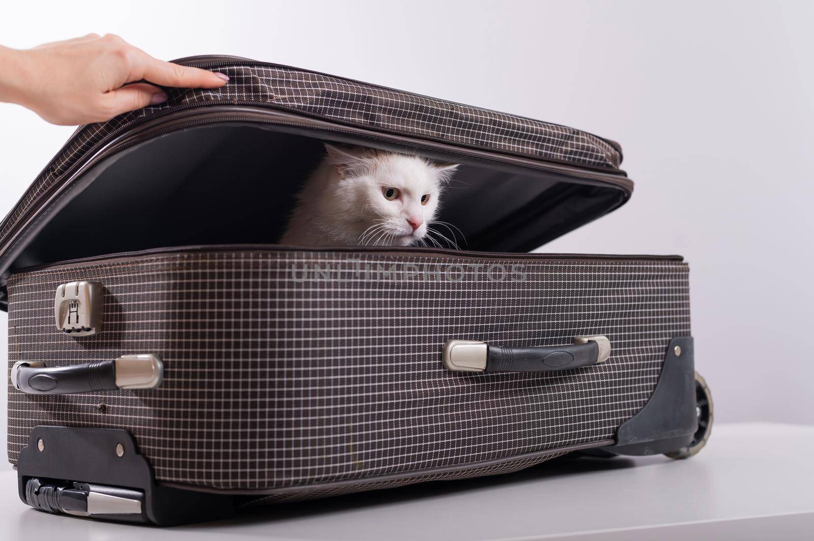 A white cat looks out of a checkered suitcase by mrwed54