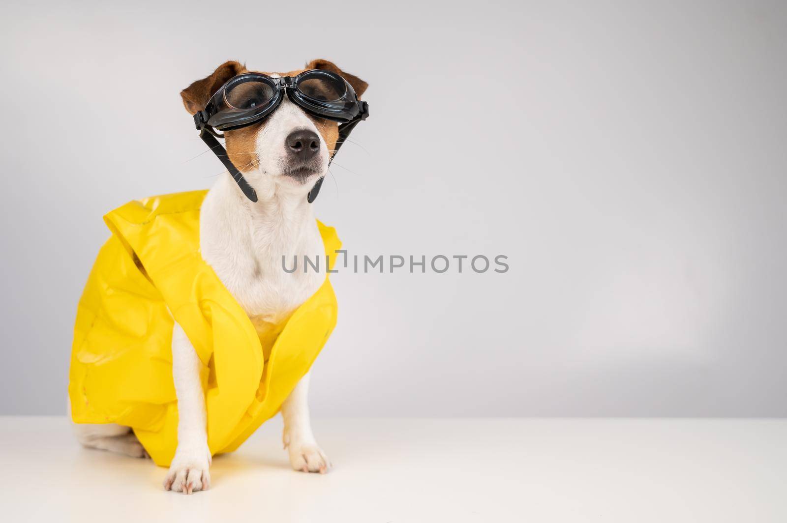 Portrait of jack russell terrier dog in life jacket and goggles for snorkeling on white background