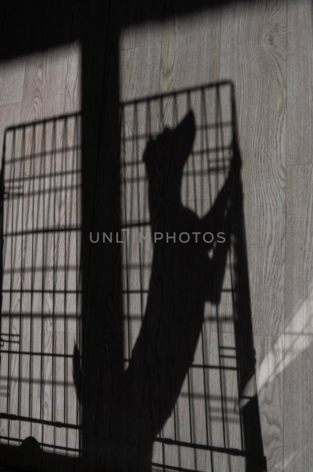 Shadow of a sad dog jack russell terrier in a cage. by mrwed54