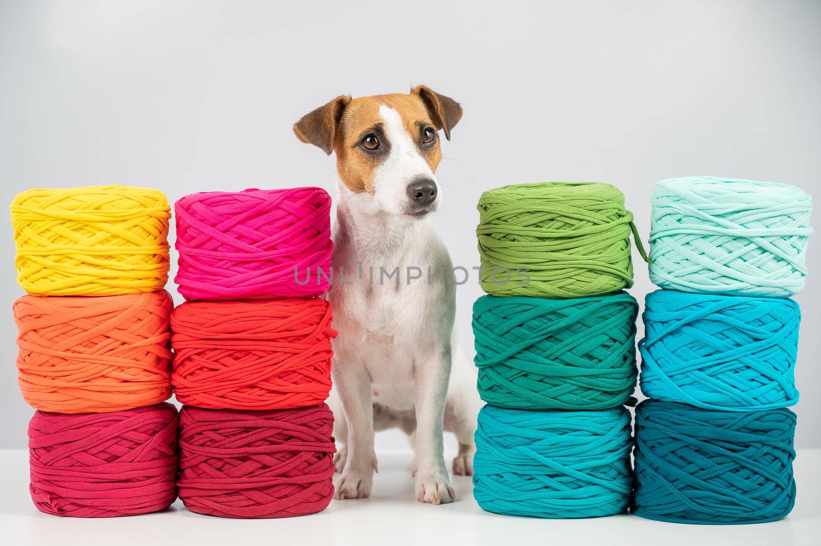 Jack russell terrier dog near multi-colored cotton yarn. The assortment of the store for needlework. by mrwed54