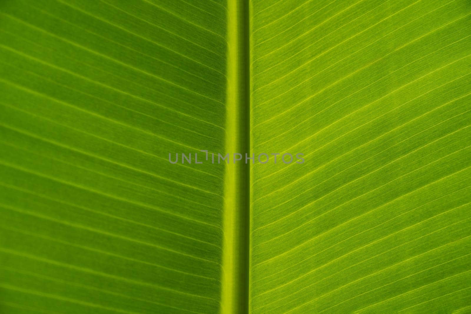 Texture of green leaves of a banana palm. Eco-friendly background of exotic leaves, cose-up. Copy space.